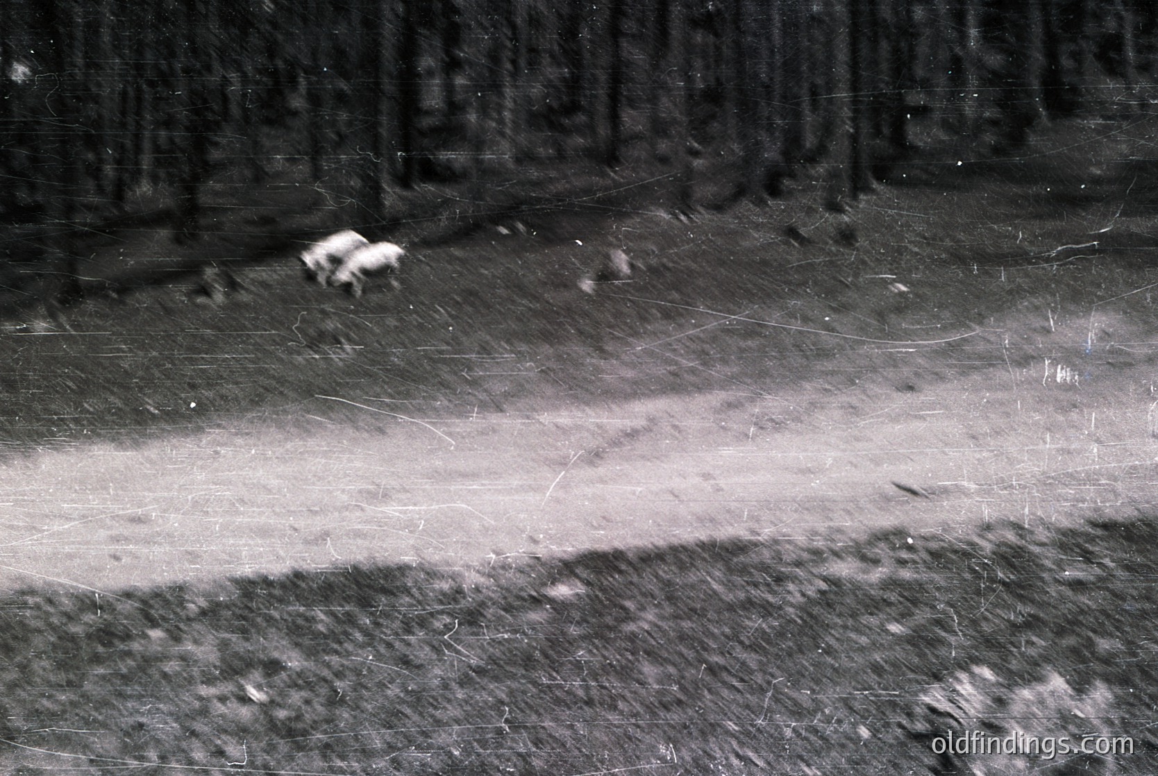 Black-and-white aerial shot of two cows grazing in a snow-covered field bordered by dense forest. The scene suggests rural pastoral life in a cold climate, likely mid-20th century.