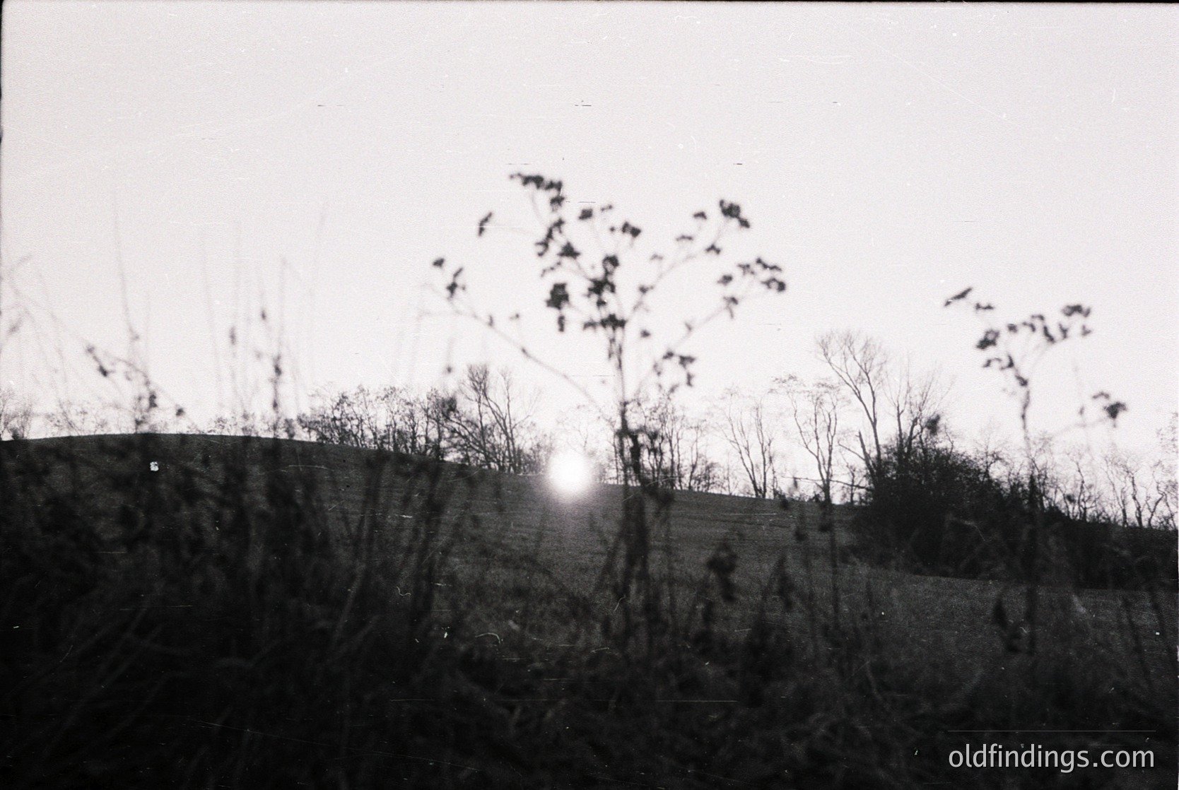 Black-and-white landscape featuring barren trees silhouetted against a low sunburst. Rolling terrain with sparse vegetation, likely autumn/winter. Vintage film grain and slight blur suggest mid-20th century photography.