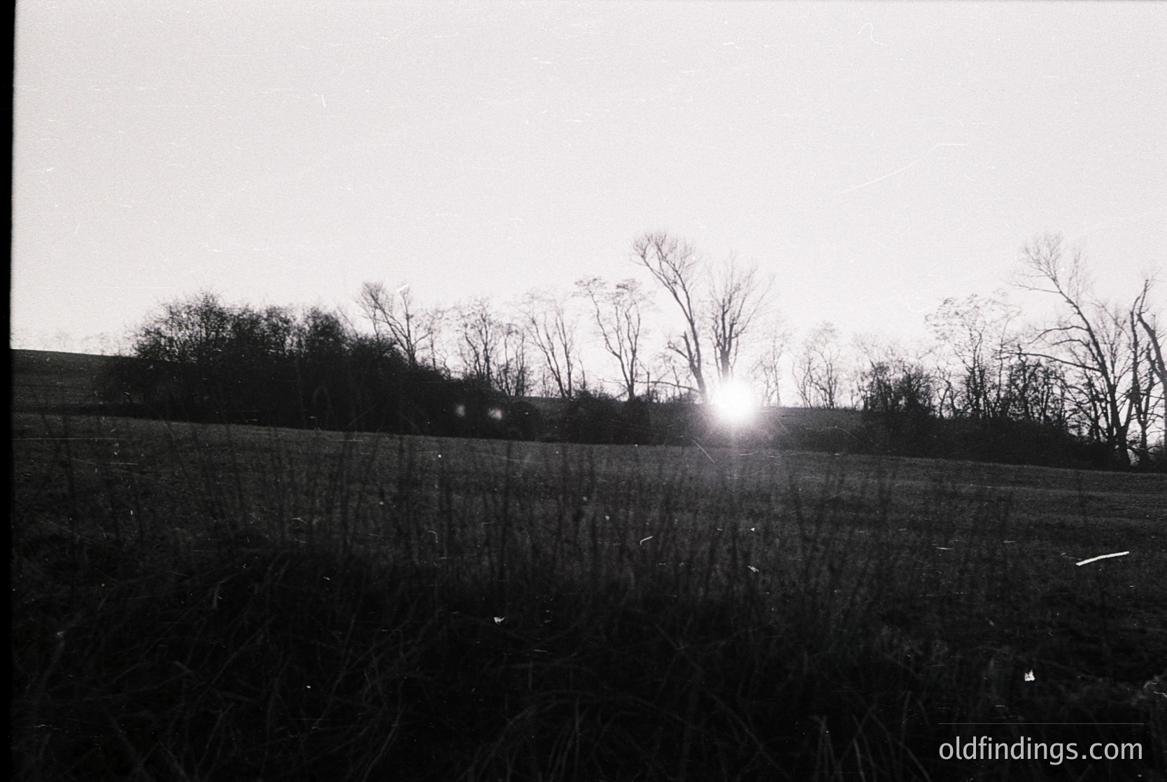 Silhouetted landscape with low sunburst behind leafless trees and tall grasses, likely autumn/winter. Black-and-white composition highlights stark contrast between sky and earth. Rural setting with dense shrubbery and open field.