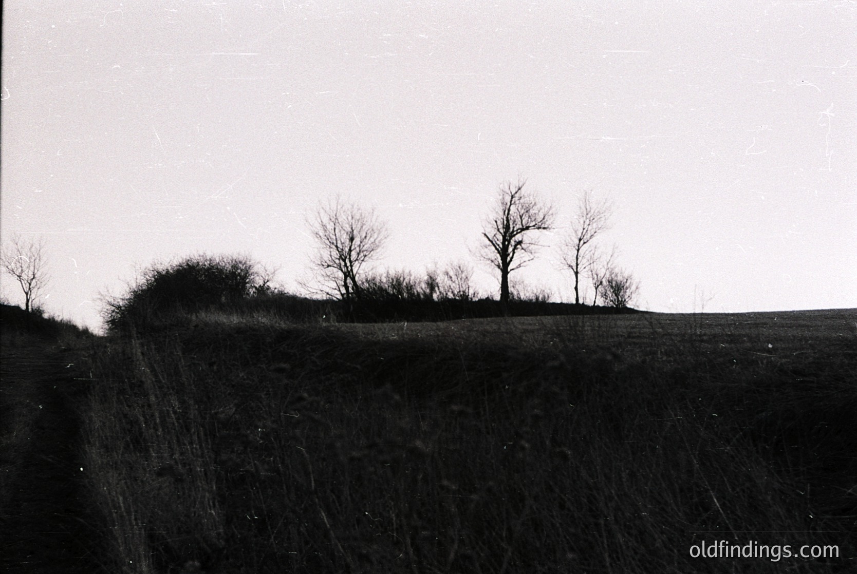 Black-and-white landscape featuring a steep, eroded hillside with sparse vegetation. Three leafless trees stand atop the ridge under a clear sky, suggesting late autumn or winter. The terrain appears rural and undisturbed, likely mid-20th century due to photographic grain and composition.