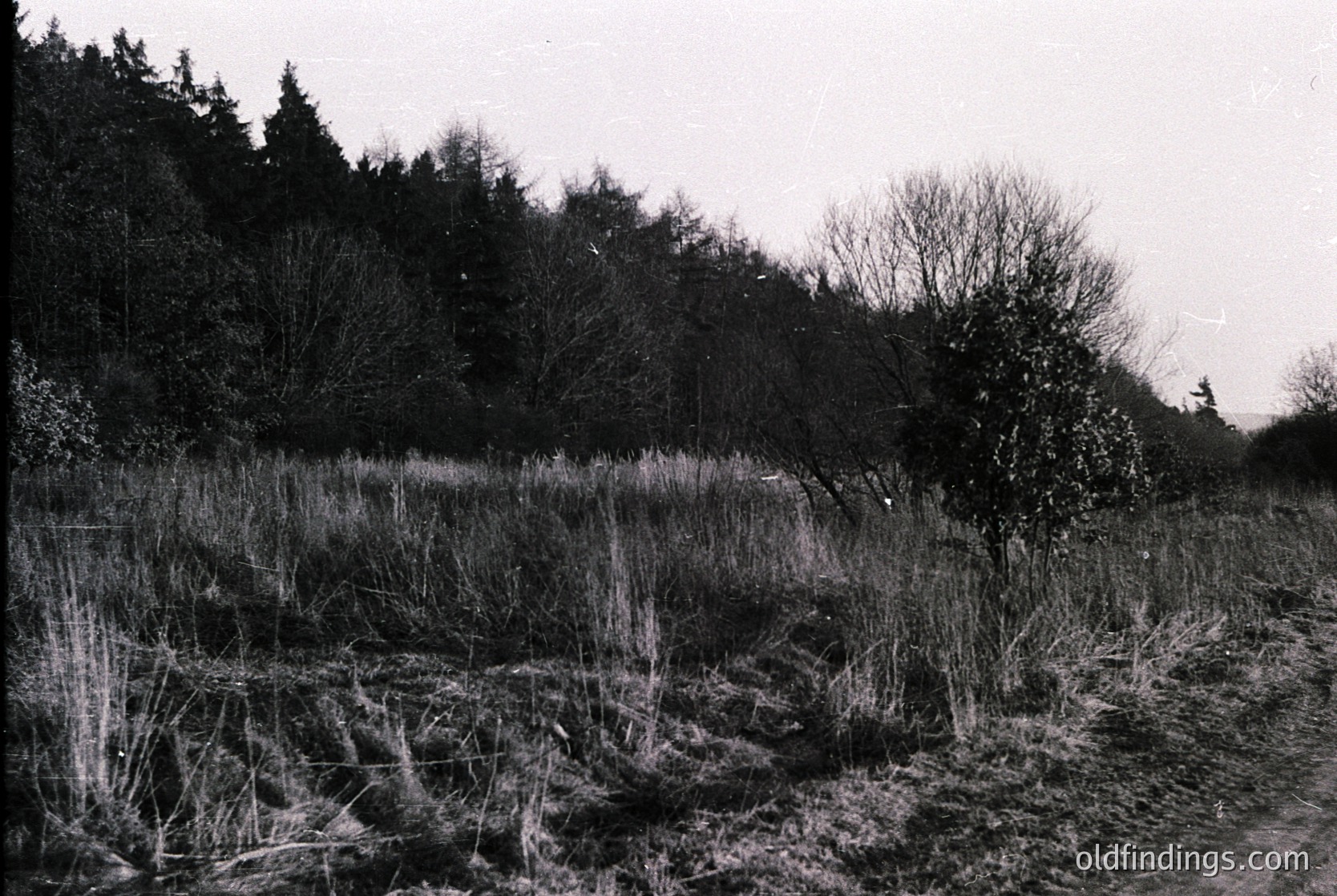 Black-and-white landscape featuring a dense, leafless forest edge framing a wet, grassy meadow with tall reeds. Overcast sky enhances muted tones. Likely late autumn/winter, mid-20th century based on grain and style.