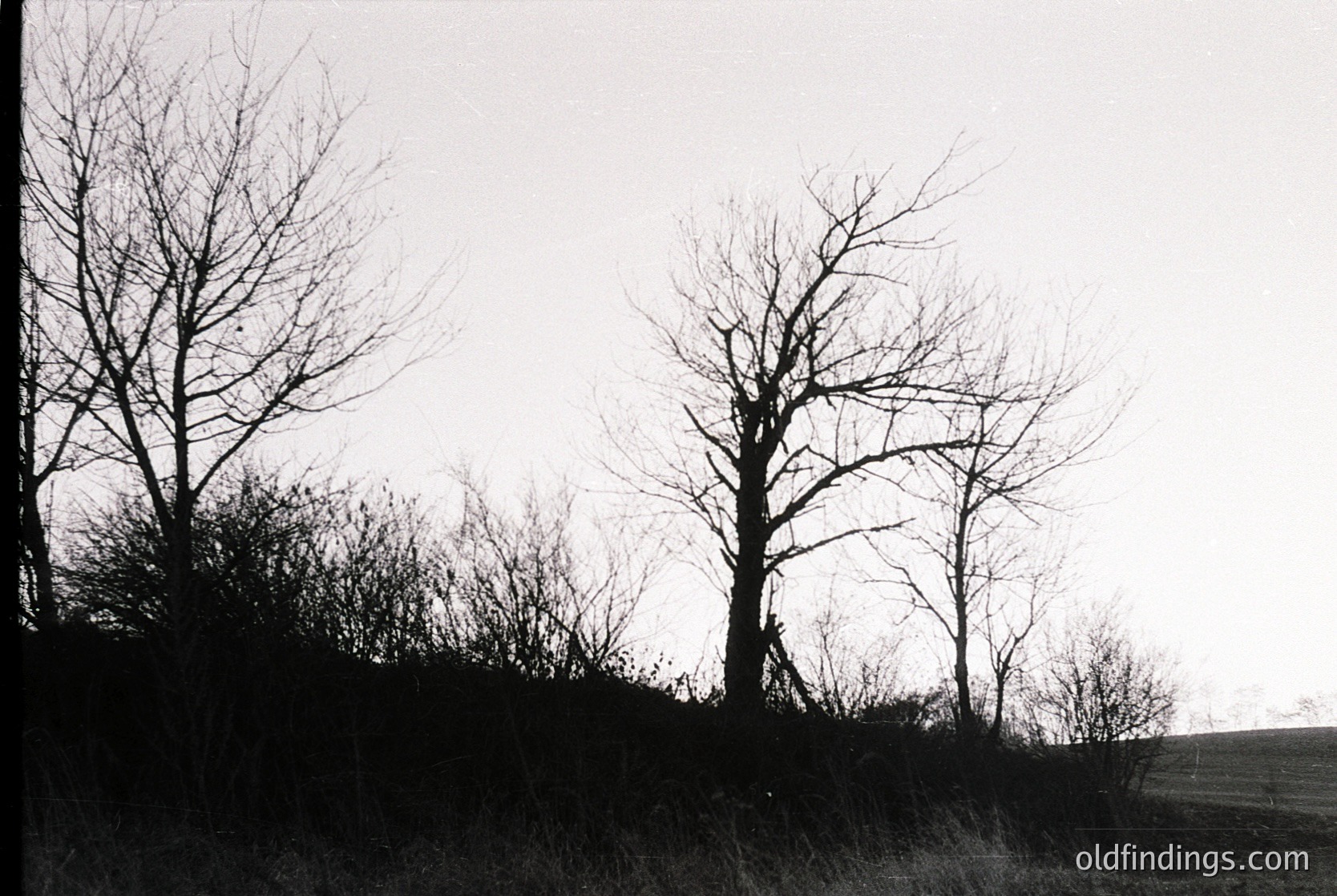 Silhouetted bare trees against a low-lying mist or haze, likely winter or early spring. Monochrome, high-contrast composition with minimal detail. Flat, open landscape suggests rural or agricultural area.