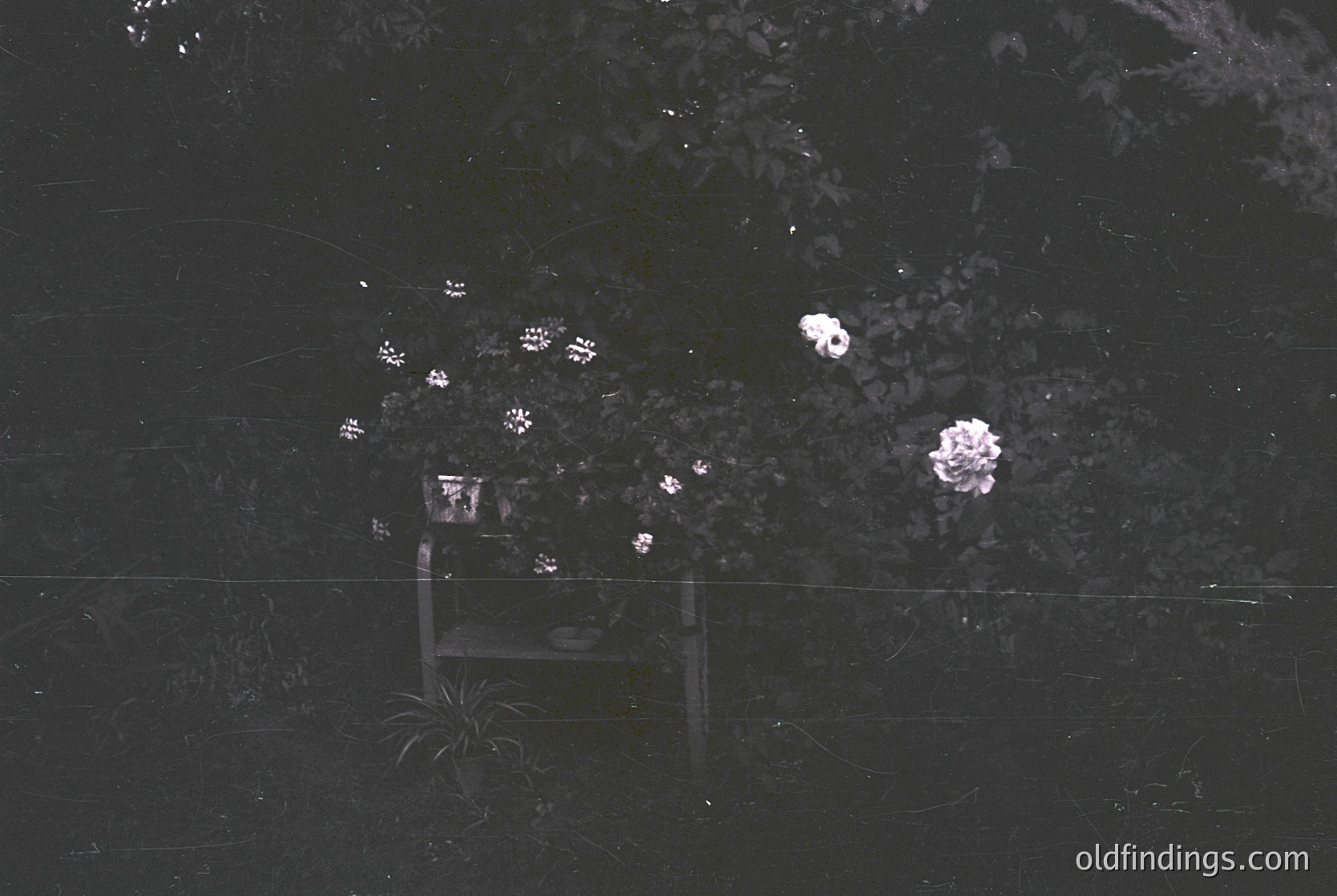 Aerial view of a small, illuminated garden bench under blooming cherry blossom tree at night. Soft pink blossoms contrast against dark foliage, creating a serene, moody atmosphere. Likely urban park setting.