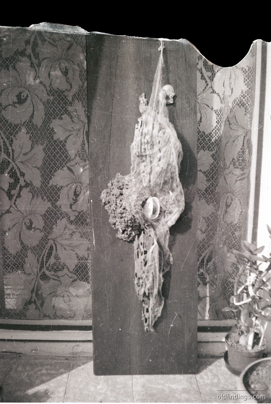 Vintage taxidermy specimen of a pelican mounted on a dark wooden board with floral-patterned fabric backdrop. Skull and feathers preserved in mid-flight pose, likely 20th-century domestic display. Ideal for historical research or vintage decor references.