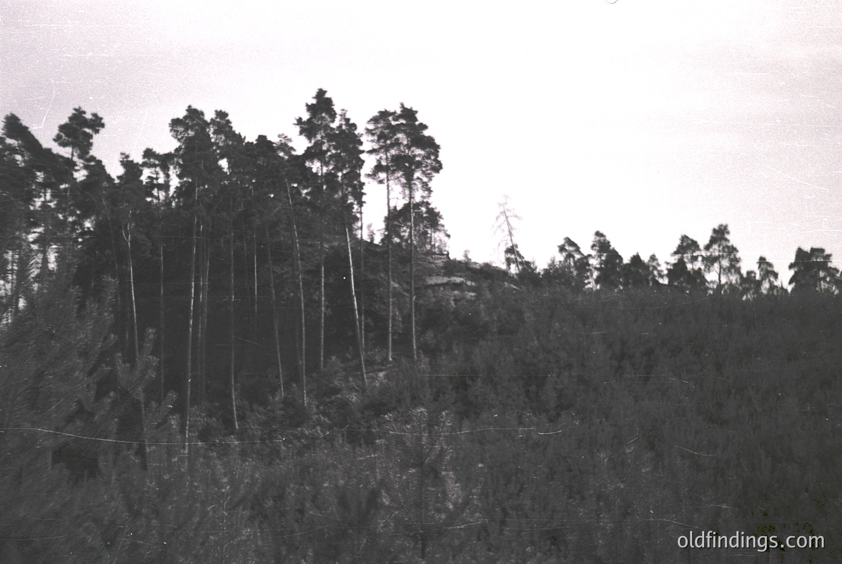 Black-and-white shot of a deforested hillside with stumps and sparse remaining trees, likely post-logging. Dense underbrush covers lower slopes. Overcast sky suggests early 20th-century or mid-century photographic style.