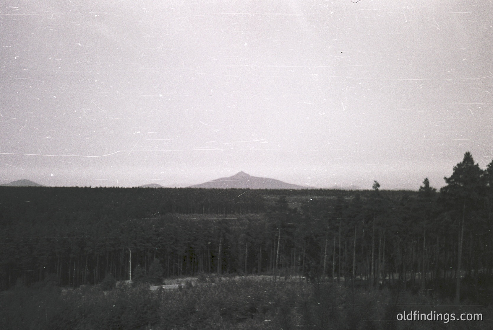 Vintage black-and-white landscape featuring a dense forest of evenly spaced pine trees, likely a plantation. A lone mountain peak rises in the background under a cloudy sky. Mid-20th century agricultural or industrial forestry scene.