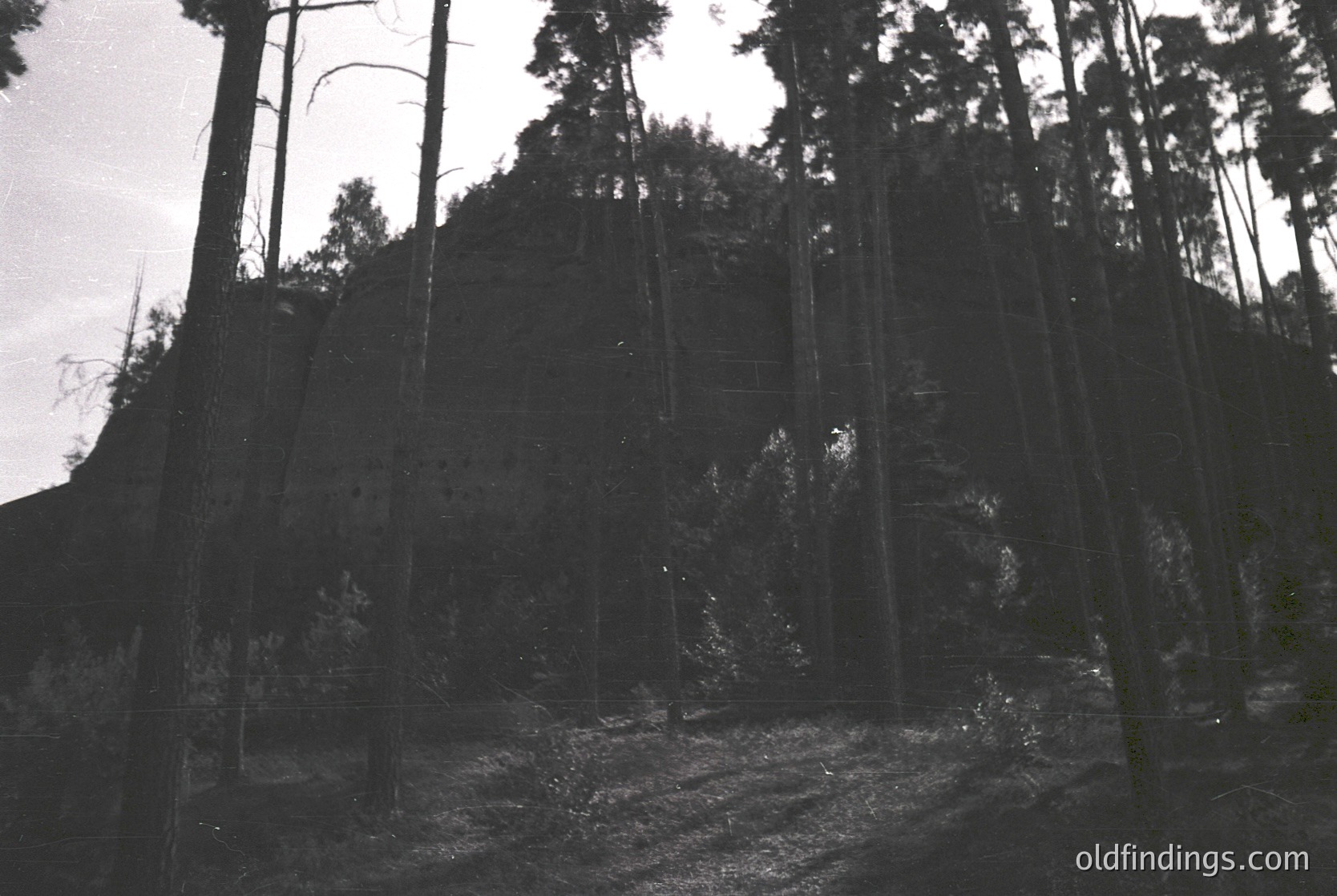 Black-and-white forest scene with dense pine trees framing a rocky hillside. Dramatic lighting highlights tree trunks and shadows, creating a moody, atmospheric composition. Likely mid-20th century due to monochrome style. Ideal for nature, landscape, or vintage stock photography.