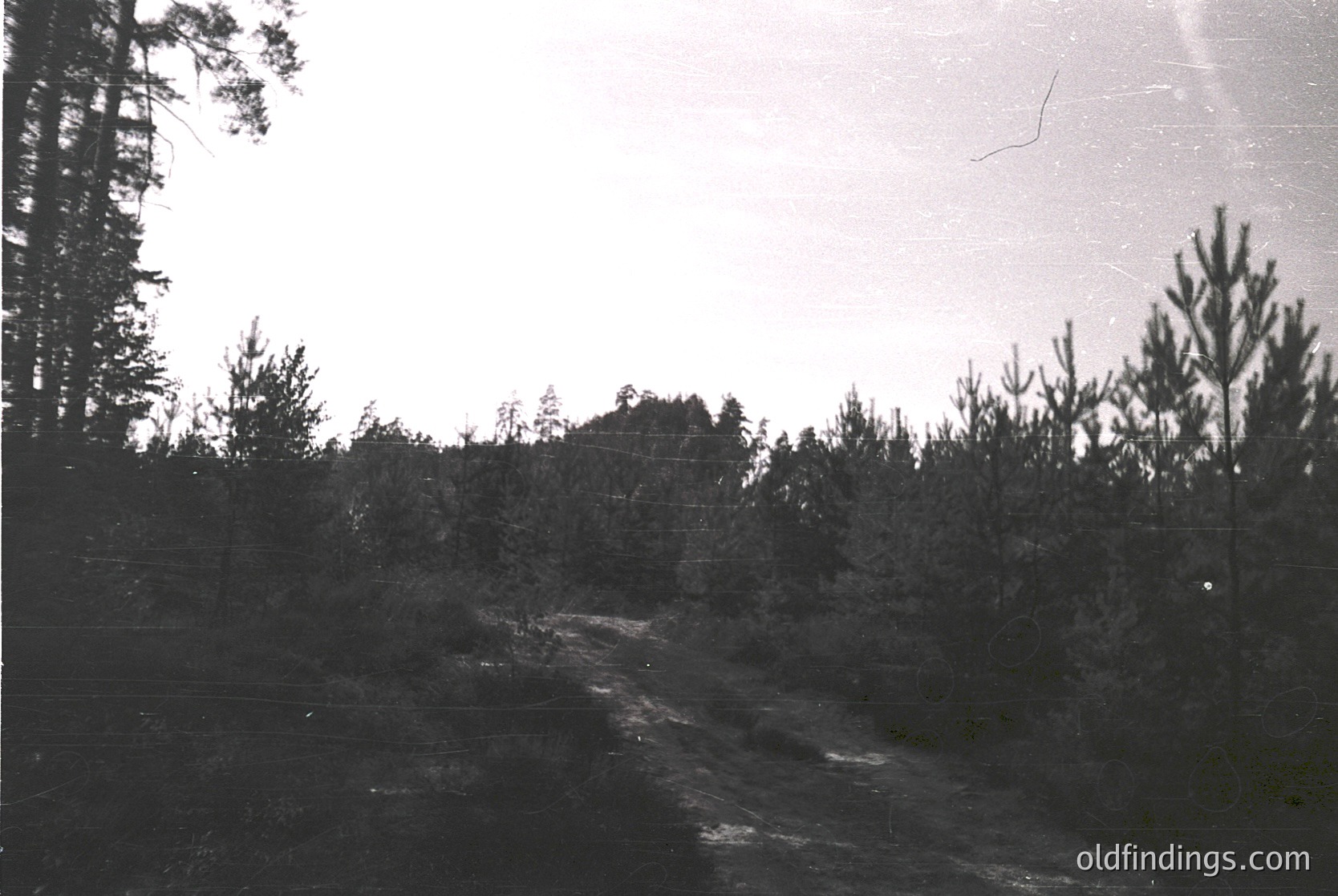 Vintage black-and-white rural road winding through dense forest, bordered by barbed wire fencing. Overgrown vegetation and sparse trees frame the path. Likely early-to-mid 20th century, suggesting historical or agricultural context.