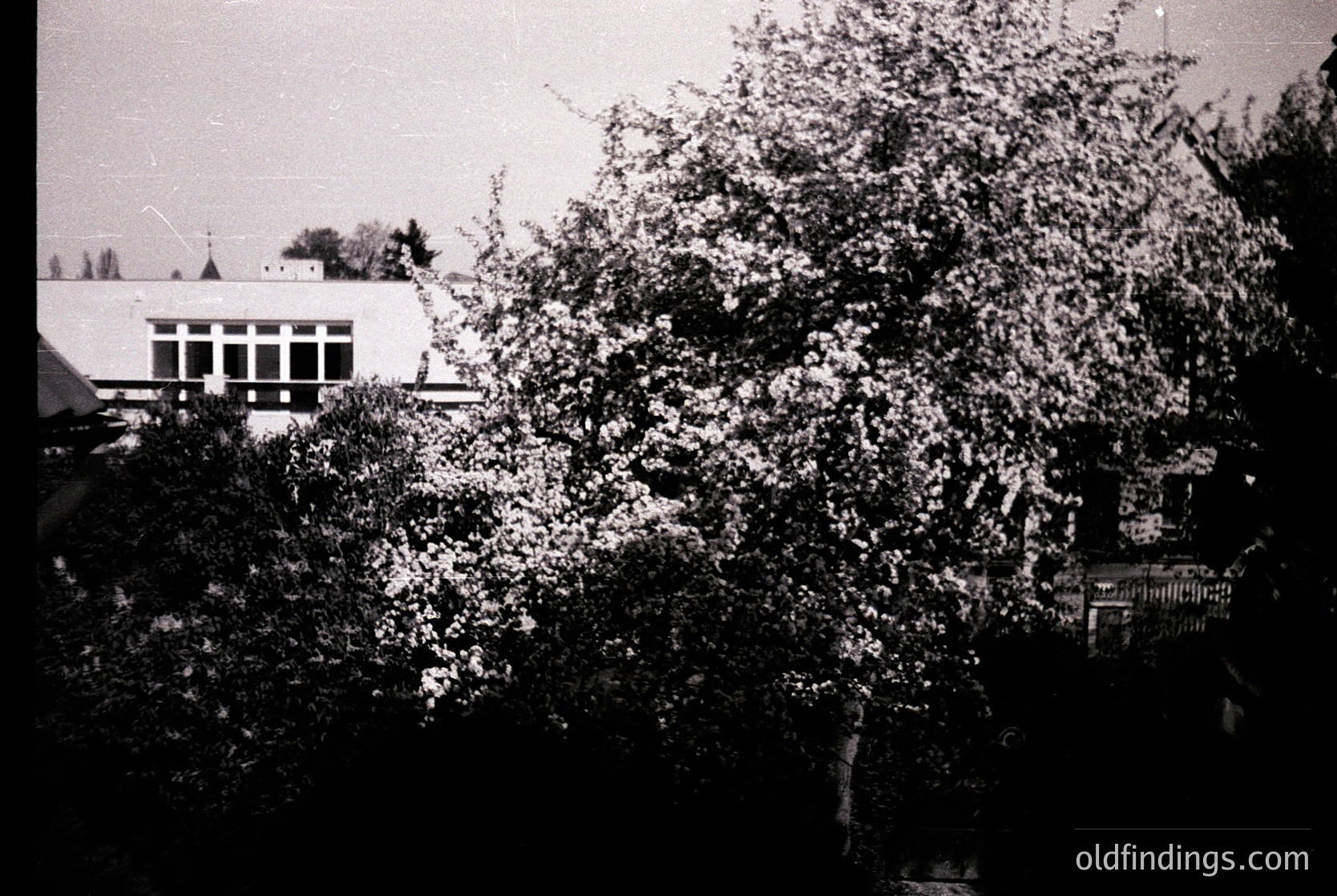 Vintage black-and-white shot of a mid-20th-century building with clean lines and large windows, partially obscured by dense foliage. Likely residential or institutional architecture, framed by lush greenery.
