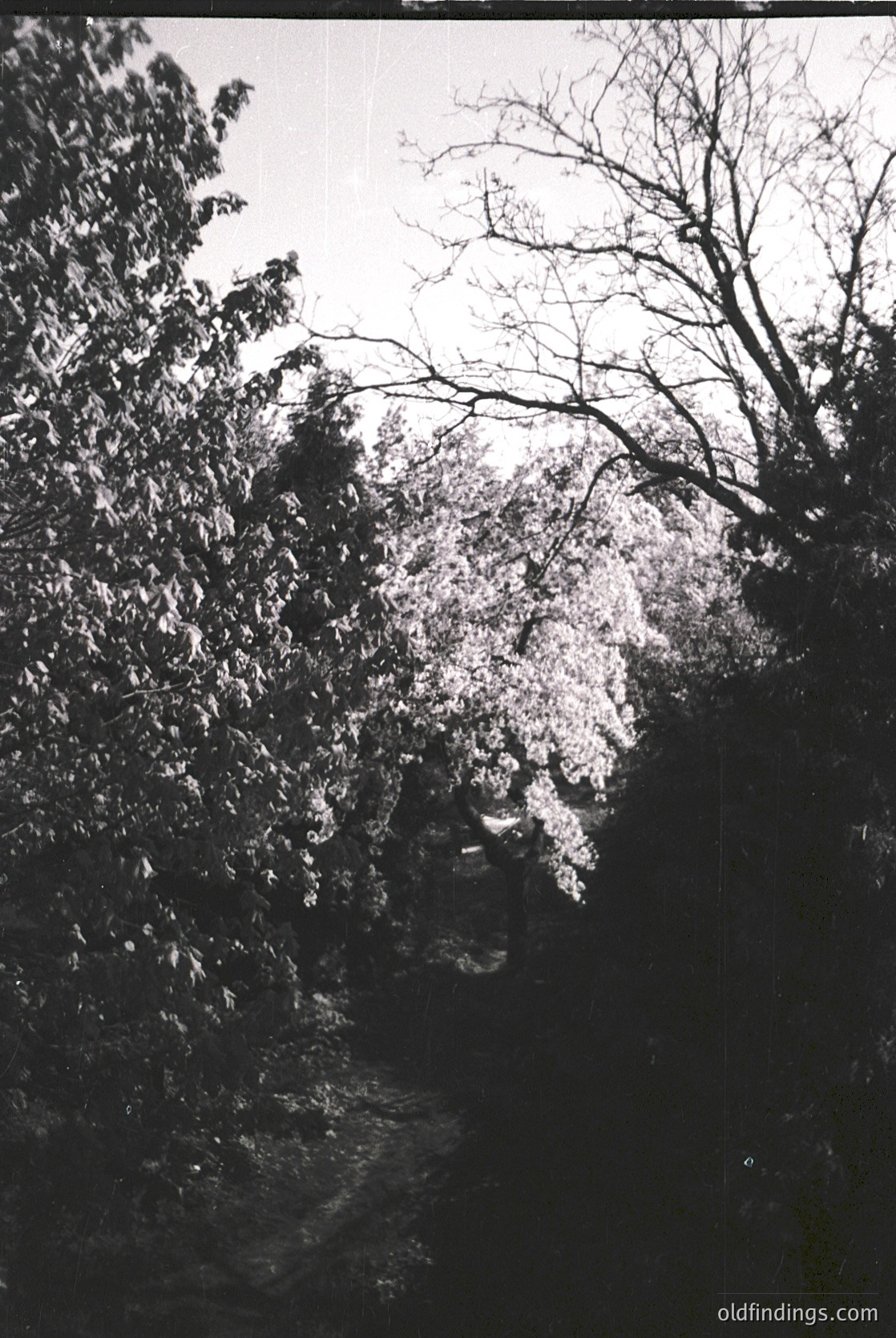 Vintage black-and-white photo of a lone figure walking a narrow, tree-lined path under bare branches, suggesting late autumn/winter. Dense foliage frames the scene, creating a tunnel effect. Style resembles mid-20th century documentary photography.