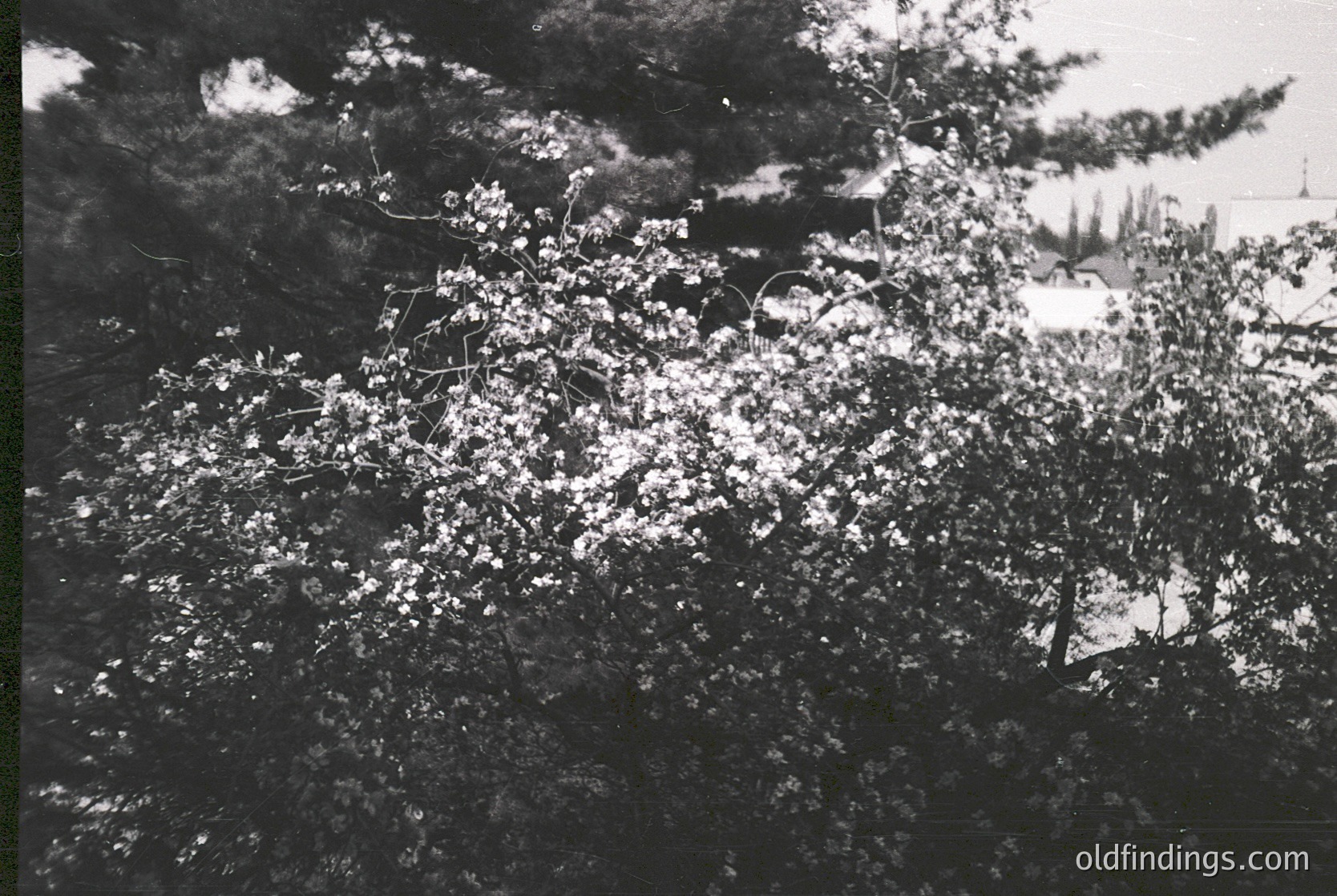 Vintage black-and-white aerial view of dense, leafy trees with sparse snow accumulation. Likely captured during winter in a temperate forest region, possibly mid-20th century. Branches create intricate patterns against the sky.