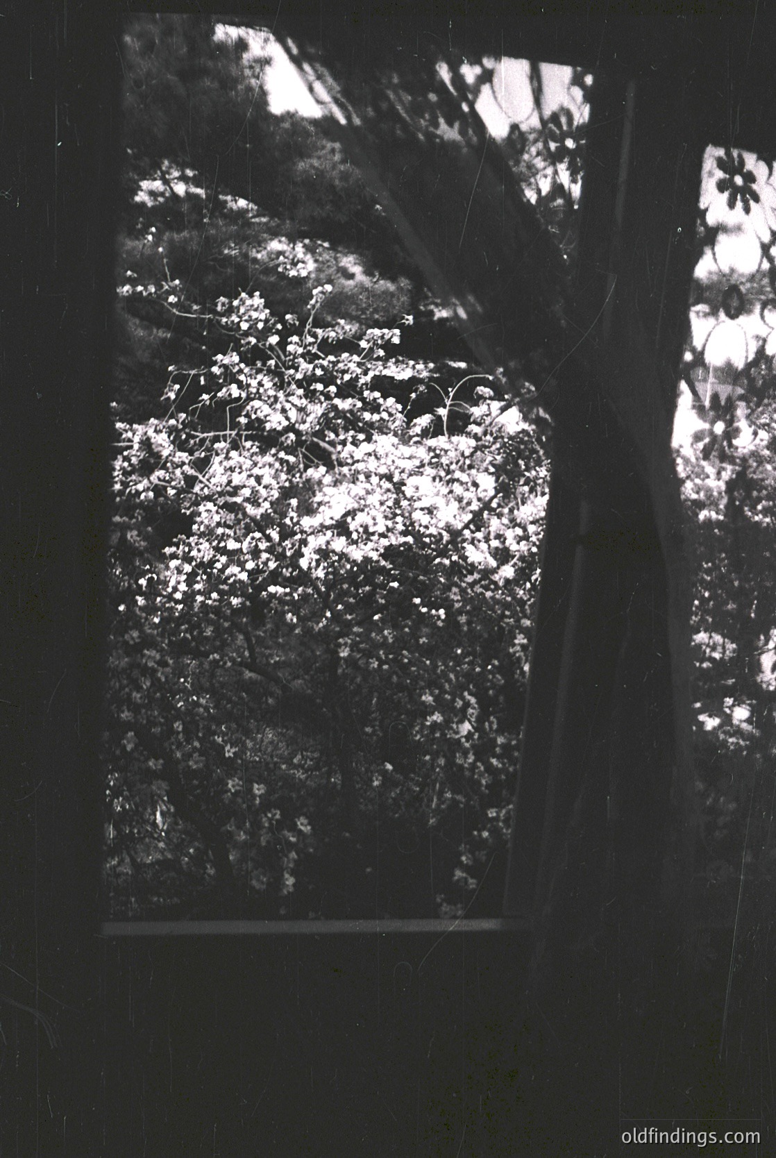 Vintage black-and-white photo of a dense, snow-laden forest viewed through a window frame. Branches and foliage create intricate patterns against the light. Likely captured during winter,