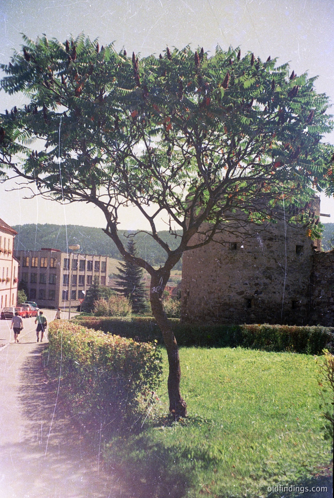 Vintage urban park scene featuring a mature tree with dense foliage and a stone wall with crenellations, likely part of historic fortifications. Modern buildings and a paved pathway with pedestrians suggest mid-20th century European cityscape. Soft sepia tone enhances nostalgic atmosphere.
