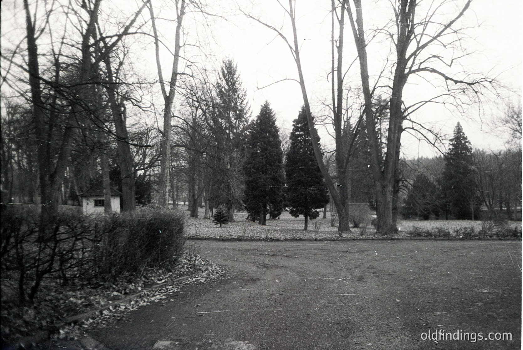 Vintage black-and-white park scene featuring leafless deciduous trees and evergreens, likely late autumn/winter. Pathway bordered by trimmed hedges leads through open grassy area. Overcast sky enhances moody atmosphere. Potential or urban park setting.
