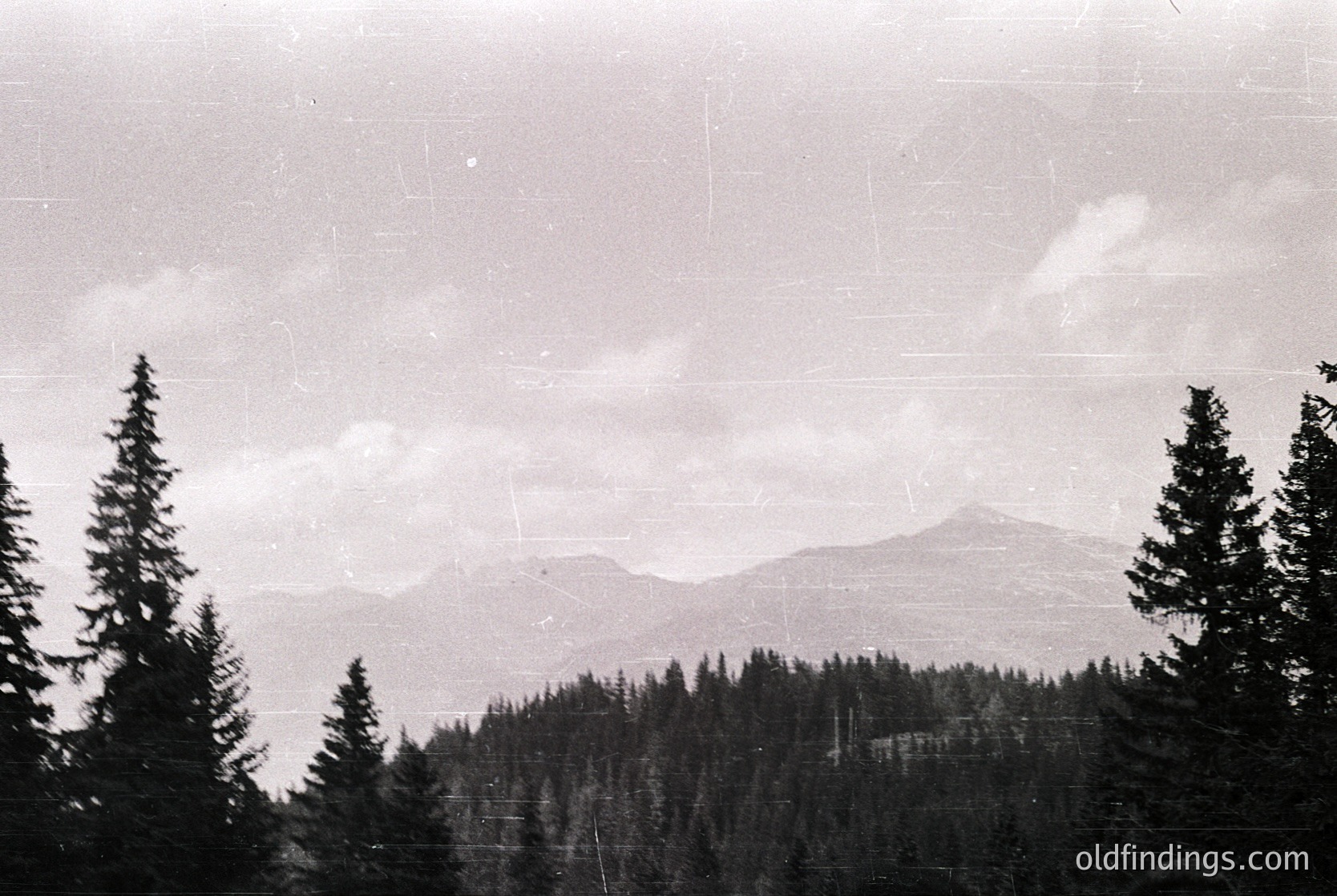Vintage sepia-toned alpine forest scene with dense evergreen trees framing a misty mountain range. Evidence of aged paper suggests mid-20th century photography. Dramatic lighting enhances texture and depth.