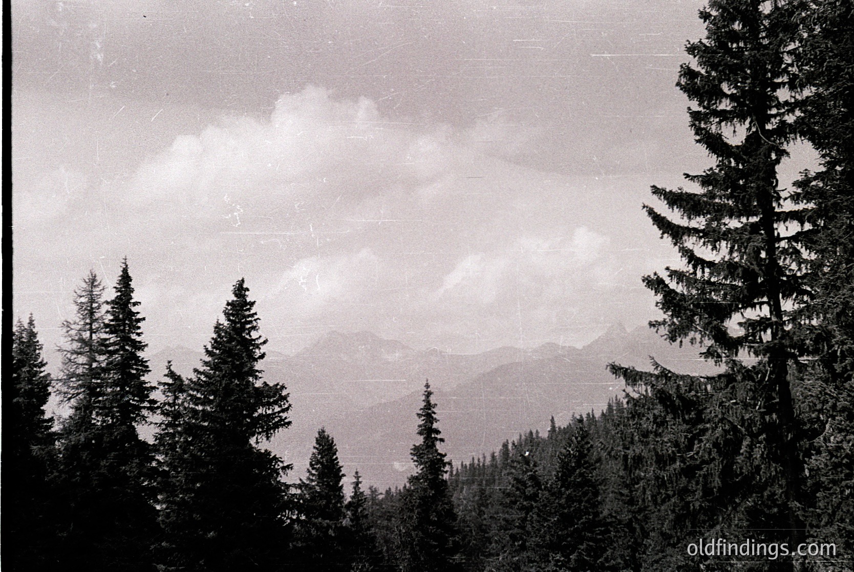 Vintage black-and-white alpine forest scene with dense coniferous trees framing a misty mountain range. Soft lighting suggests early photography techniques. Likely European alpine region, mid-20th century.