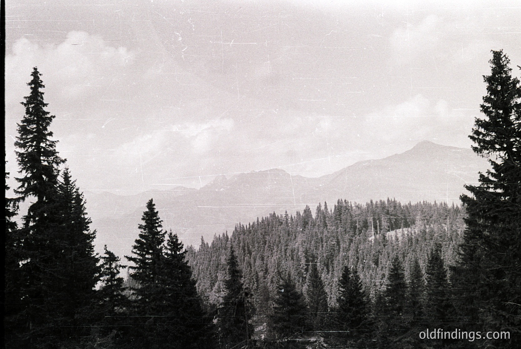 Dense coniferous forest framing a misty alpine valley with layered peaks under overcast skies. Classic mid-20th century black-and-white landscape photography.