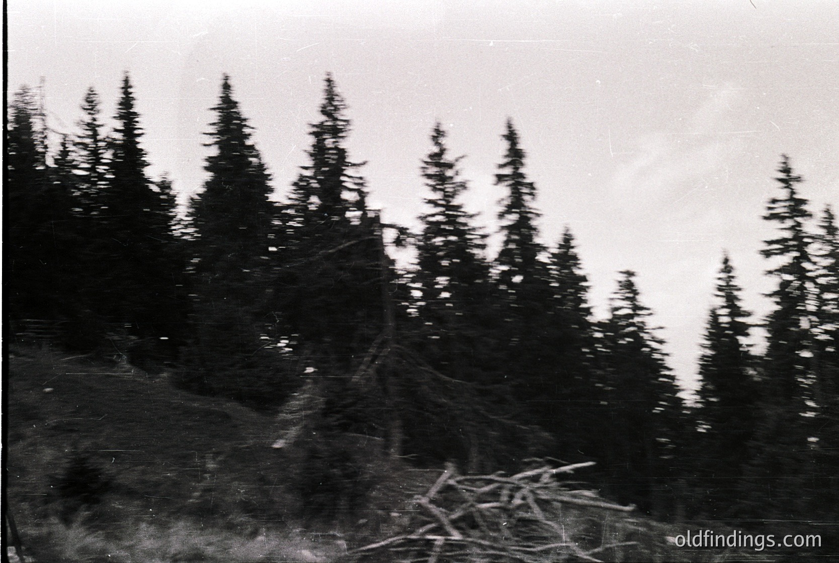 Vintage black-and-white shot of dense coniferous forest with tall, uniform evergreen trees on a sloped terrain. Blurred foreground reveals fallen branches and uneven ground. Likely mid-20th century, possibly or due to tree species. Ideal for and .