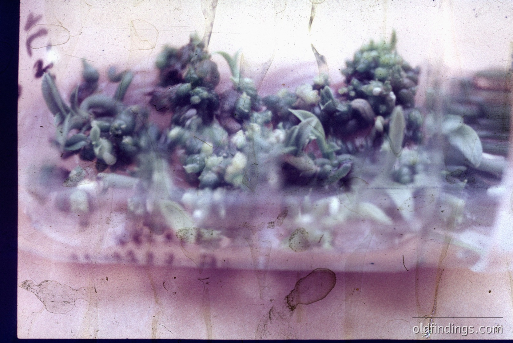Vintage slide of blurred greenery on a flat surface, likely a table or tray, with visible wear and faded color tones. Possible mid-20th century household or laboratory setting.