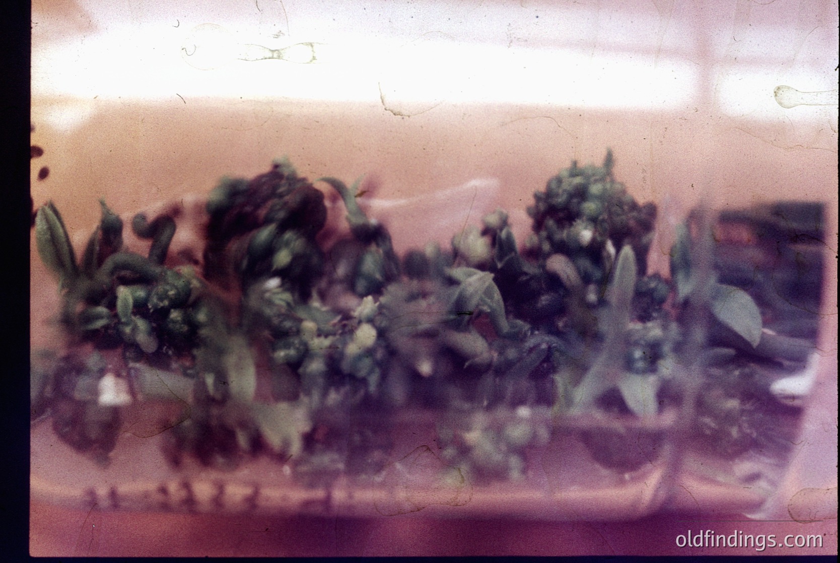 Vintage slide of a potted plant with dense foliage and small white flowers, likely a type of ivy or trailing houseplant. The image shows signs of aging—yellowed edges and slight film degradation. Indoor setting with soft lighting, possibly from a window.