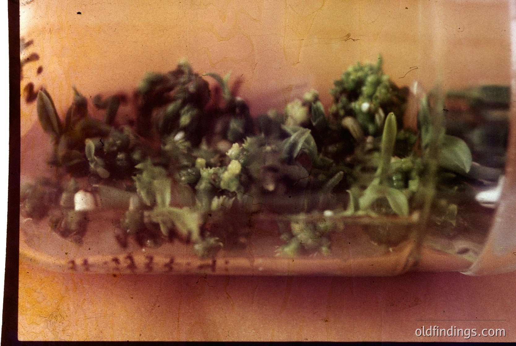 Vintage close-up of a partially submerged, decaying object with greenish plant growth and remnants of a once-solid material, likely a food item. The sepia-toned, aged film grain suggests a mid-20th century photograph (). Potential historical context: food preservation or spoilage study.