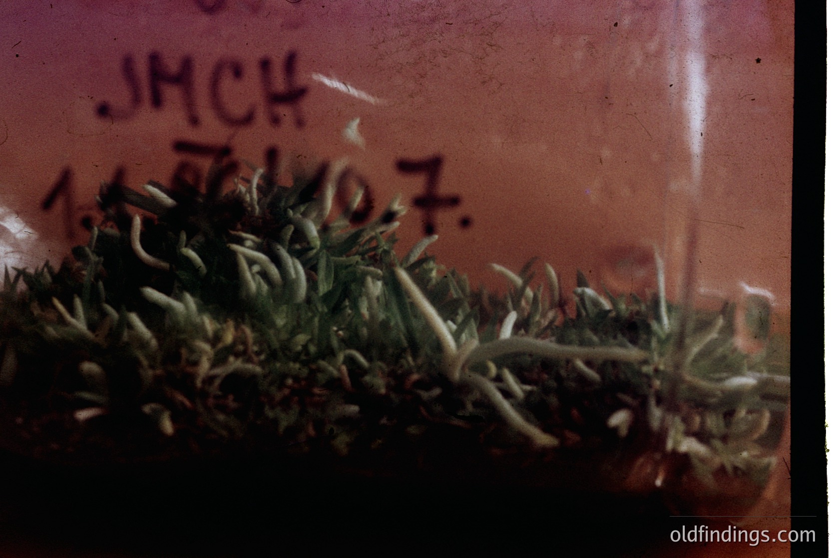 Vintage close-up of dried, segmented caterpillar larvae on textured paper. Partial text "JMCH 1967" suggests 1960s entomology study or educational material. Ideal for historical biology research or vintage nature documentation.