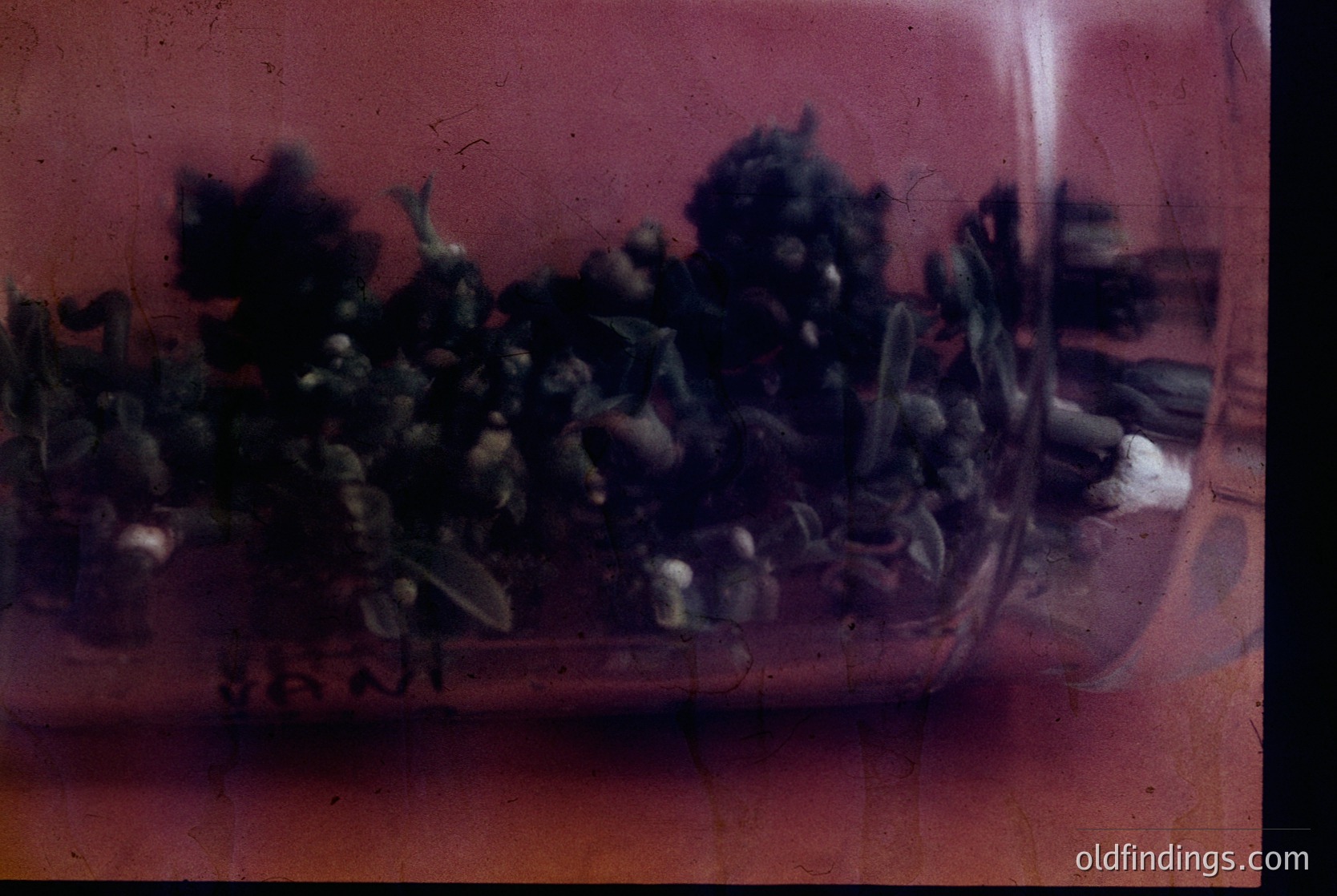 Vintage sepia-toned photo of a glass bowl filled with dried herbs/spices, likely for medicinal or culinary use. The bowl sits on a wooden surface, with blurred background suggesting domestic setting. Possible 19th–early 20th century, European or North American.