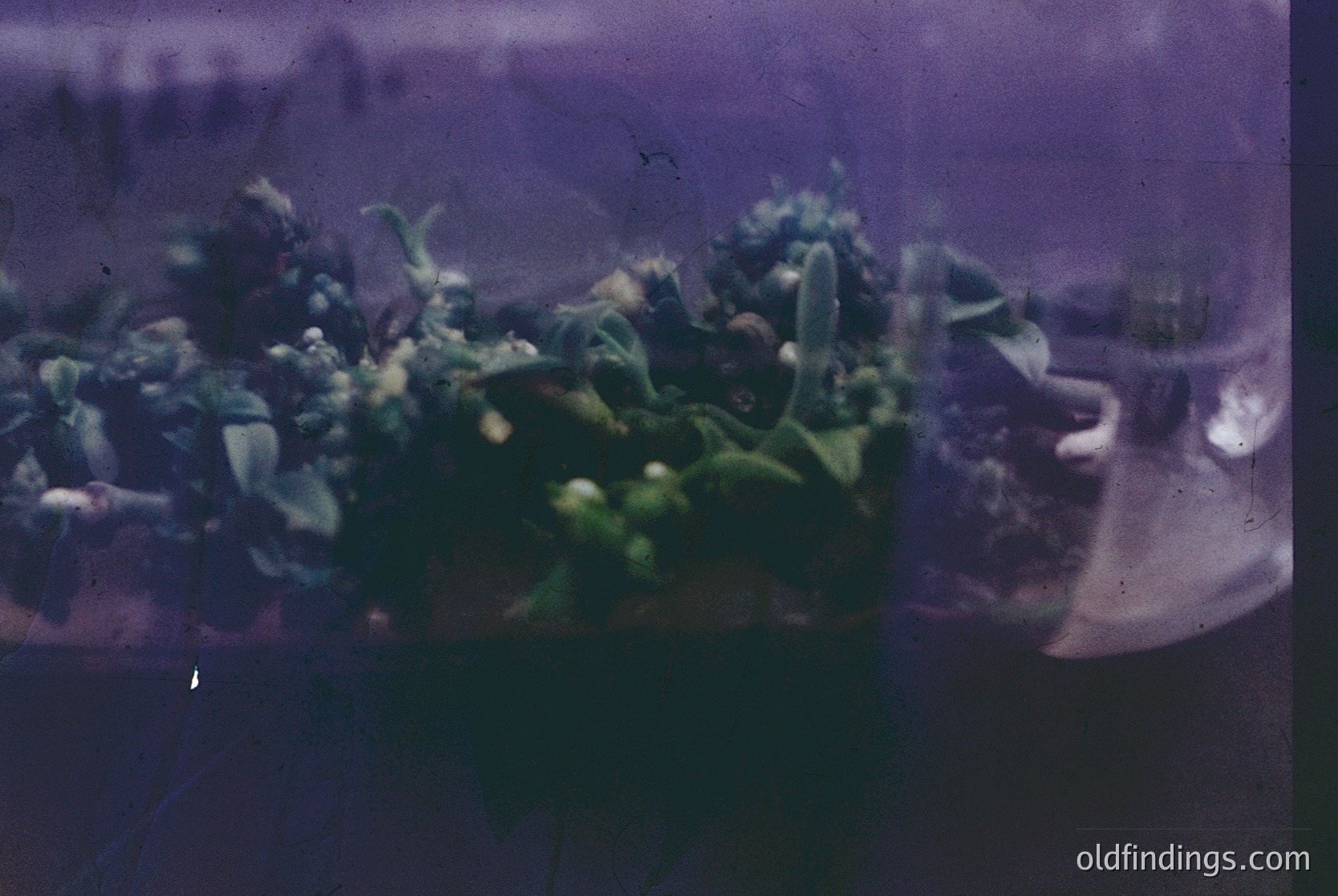 Vintage slide projection of lush indoor foliage—likely a greenhouse or conservatory—with dense green plants and blurred architectural framing. Warm sepia tones suggest mid-20th century photography (). Distinctive botanical textures and lighting ideal for botanical studies or nostalgic design references.