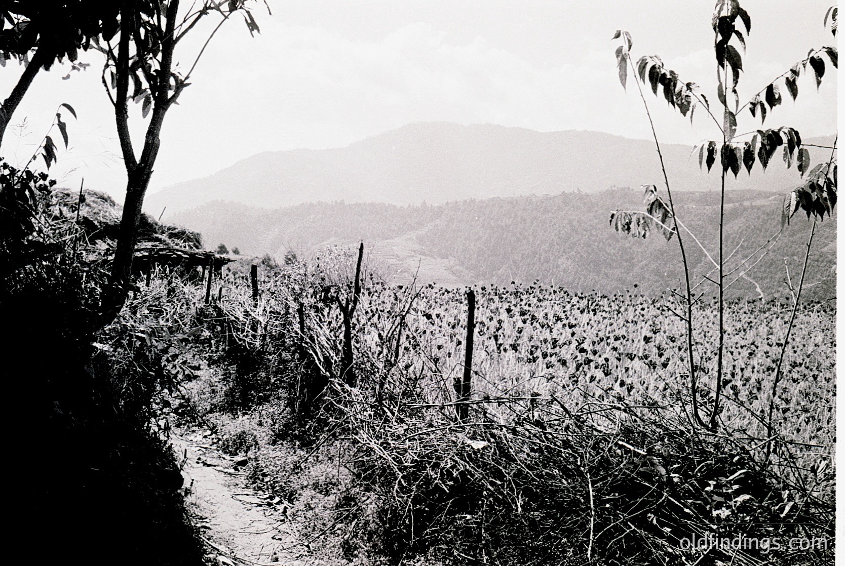 Black-and-white rural landscape featuring a dirt path bordered by overgrown vegetation and wooden posts. Rolling hills and distant mountains frame the horizon, suggesting agricultural terrain. Likely mid-20th century due to monochrome and composition.