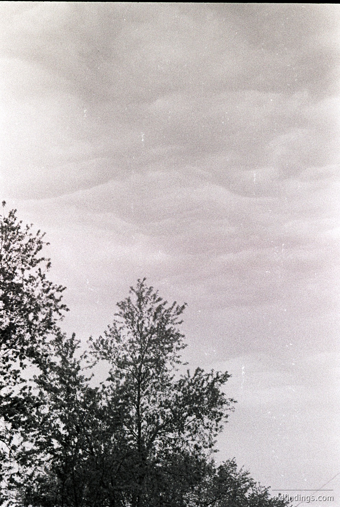 High-contrast black-and-white shot of dense foliage framing a misty, low-hanging cloud layer over a body of water. The soft, diffused light suggests early morning or late afternoon.