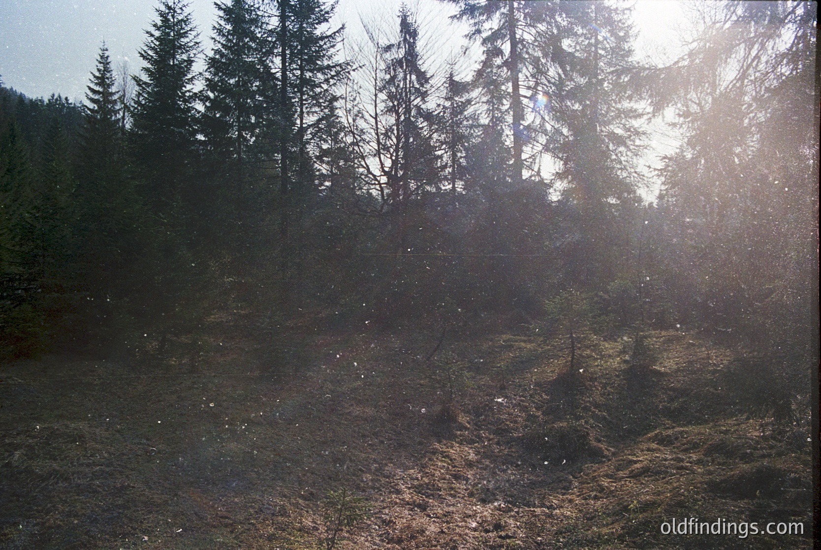 Sunlight filters through dense coniferous forest, illuminating dry undergrowth and casting long shadows. Golden rays create a misty, ethereal effect on the forest floor. Likely an alpine or boreal region.