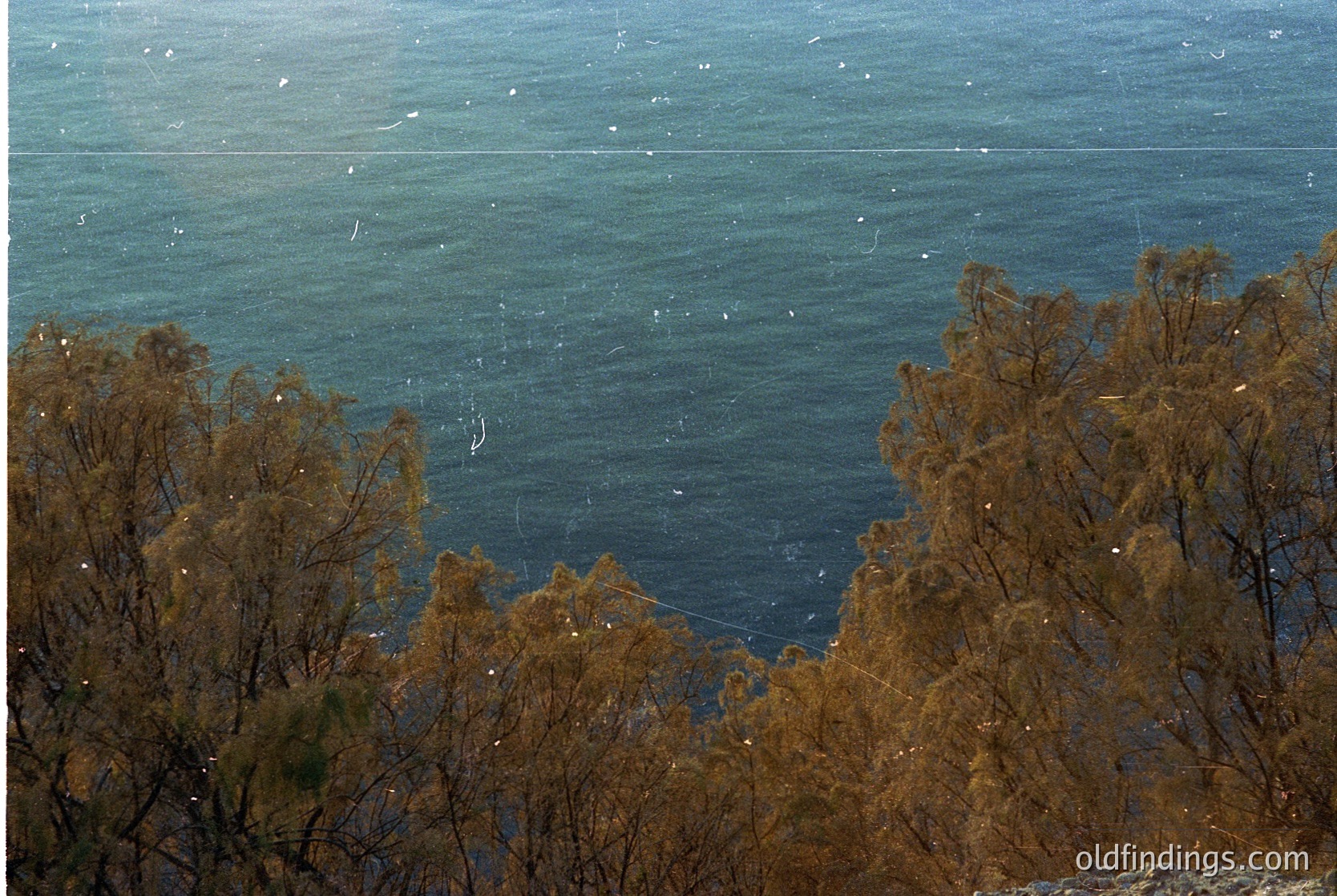Aerial view of coastal landscape featuring rugged, leafless trees framing a serene, misty sea. Distant horizon blends with low-hanging clouds, suggesting early morning or late afternoon light.