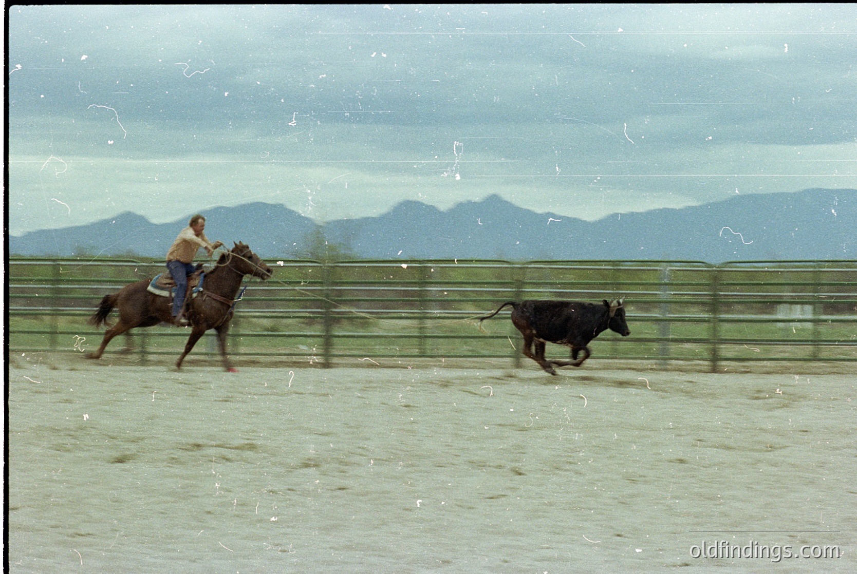 Cowboy in traditional duster jacket and hat herding a black steer in an enclosed arena, likely during a rodeo or ranch work event. Fenced landscape with distant mountains under overcast skies. *(Note: The image suggests a mid-20th-century setting based on clothing and photographic style.)*
