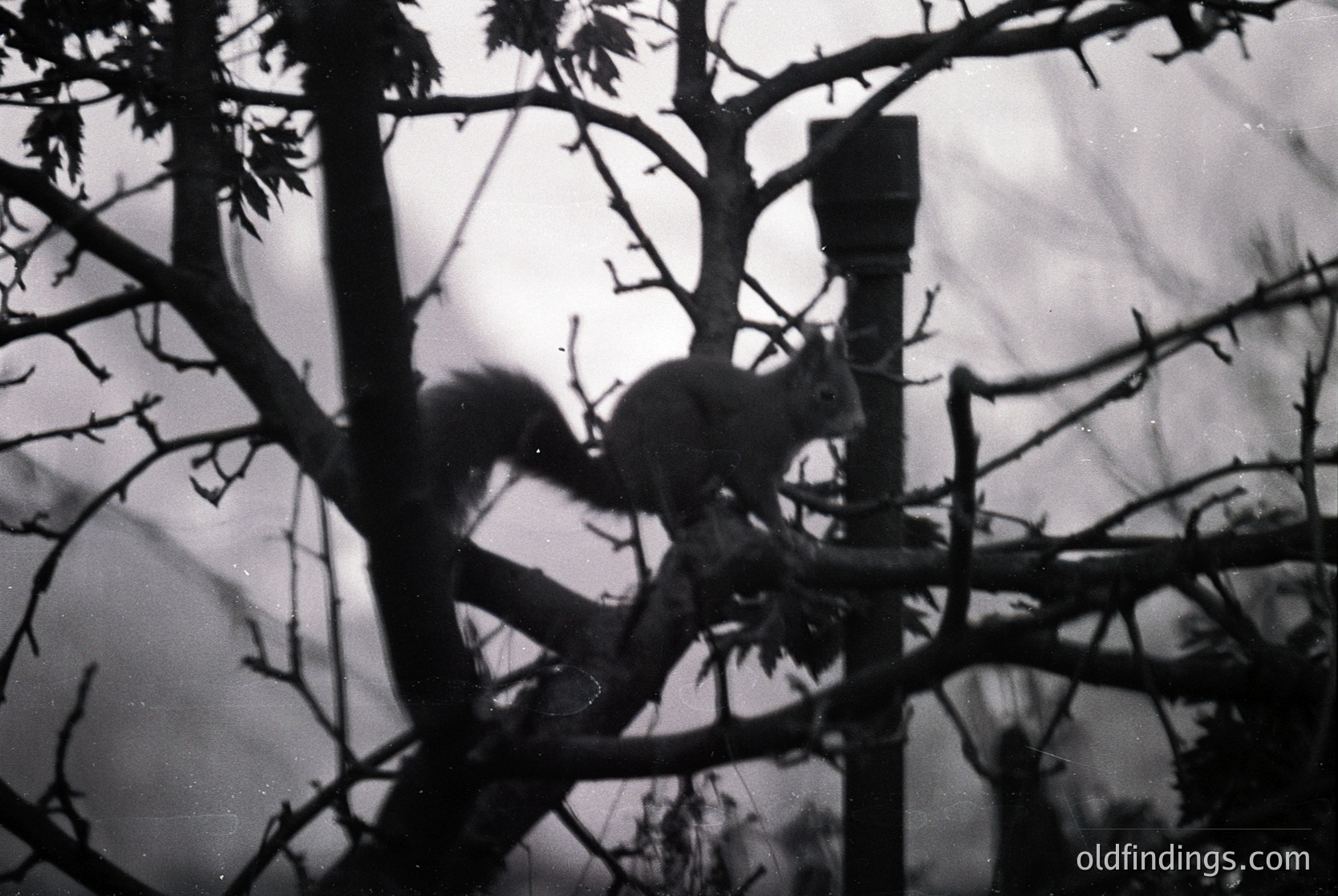 Vintage black-and-white shot of a squirrel clinging to a tree branch, silhouetted against stormy skies. Grainy texture suggests analog film. Ideal for wildlife, nature, or historical photography collections.