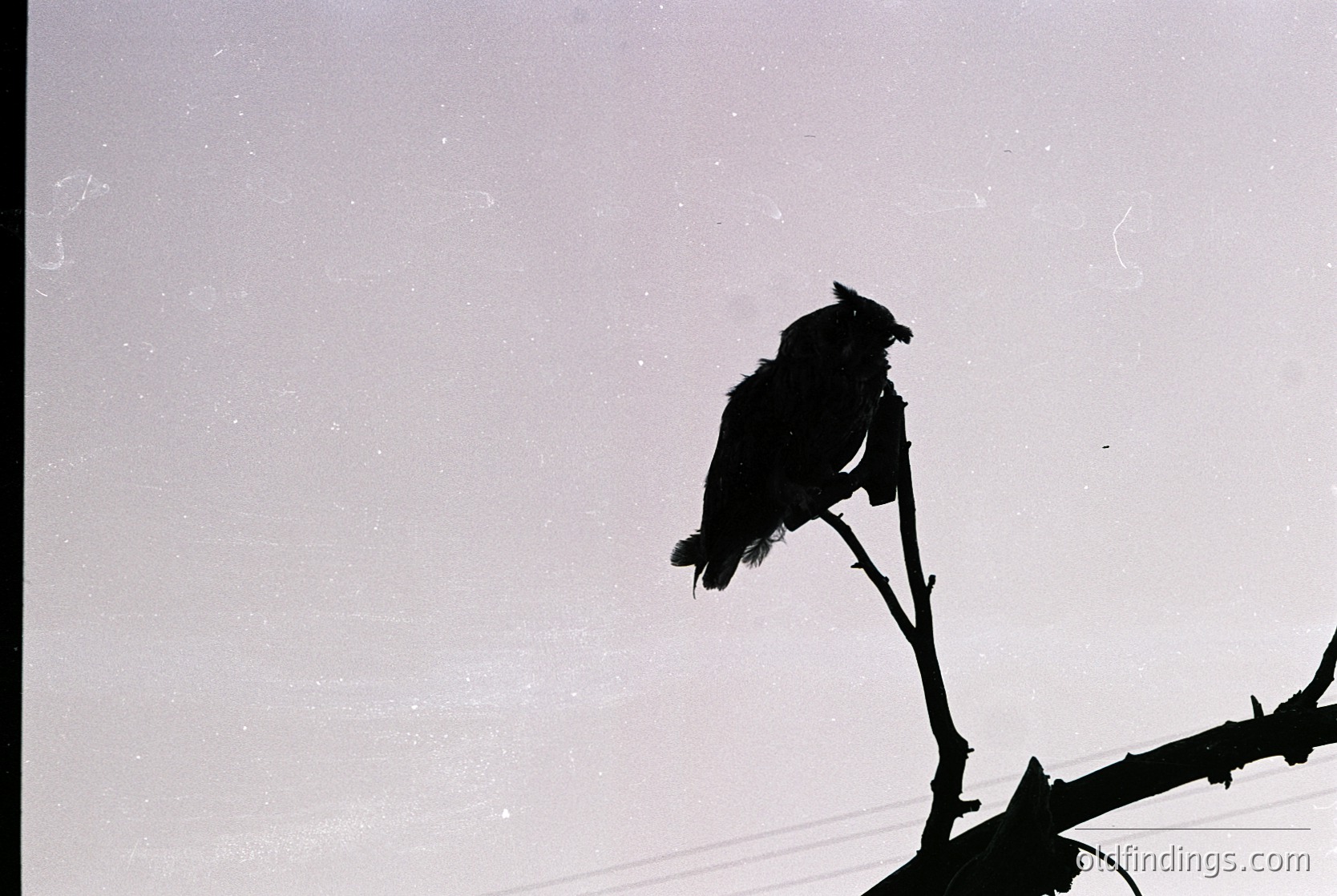 Silhouette of a bird perched on a bare branch against a cloudy sky, captured in monochrome. Likely a crow or raven, showcasing natural contrast.