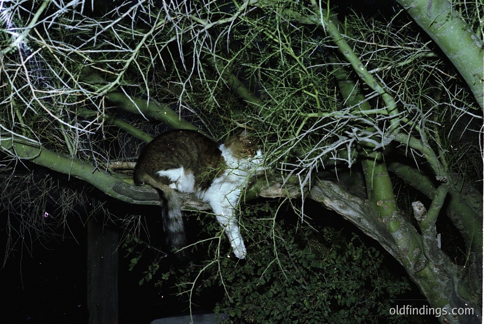 A cat rests upside-down on a bare tree branch, its paws gripping the bark. Low-light nighttime setting with minimal ambient light.