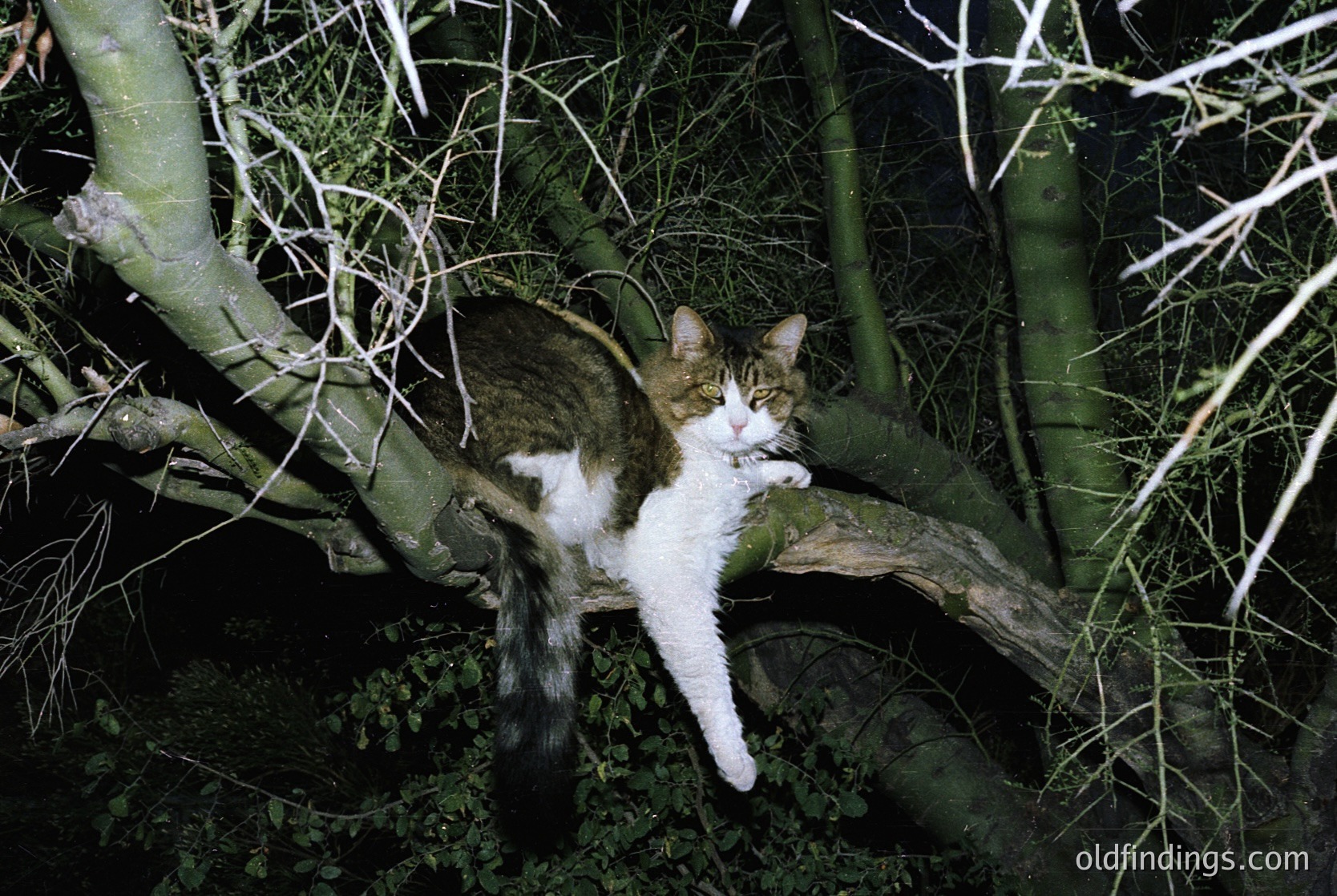 A tabby cat with white markings perches on a low, moss-covered branch in a dimly lit forest. The fur contrasts sharply against the dark bark and foliage, highlighting its relaxed posture.