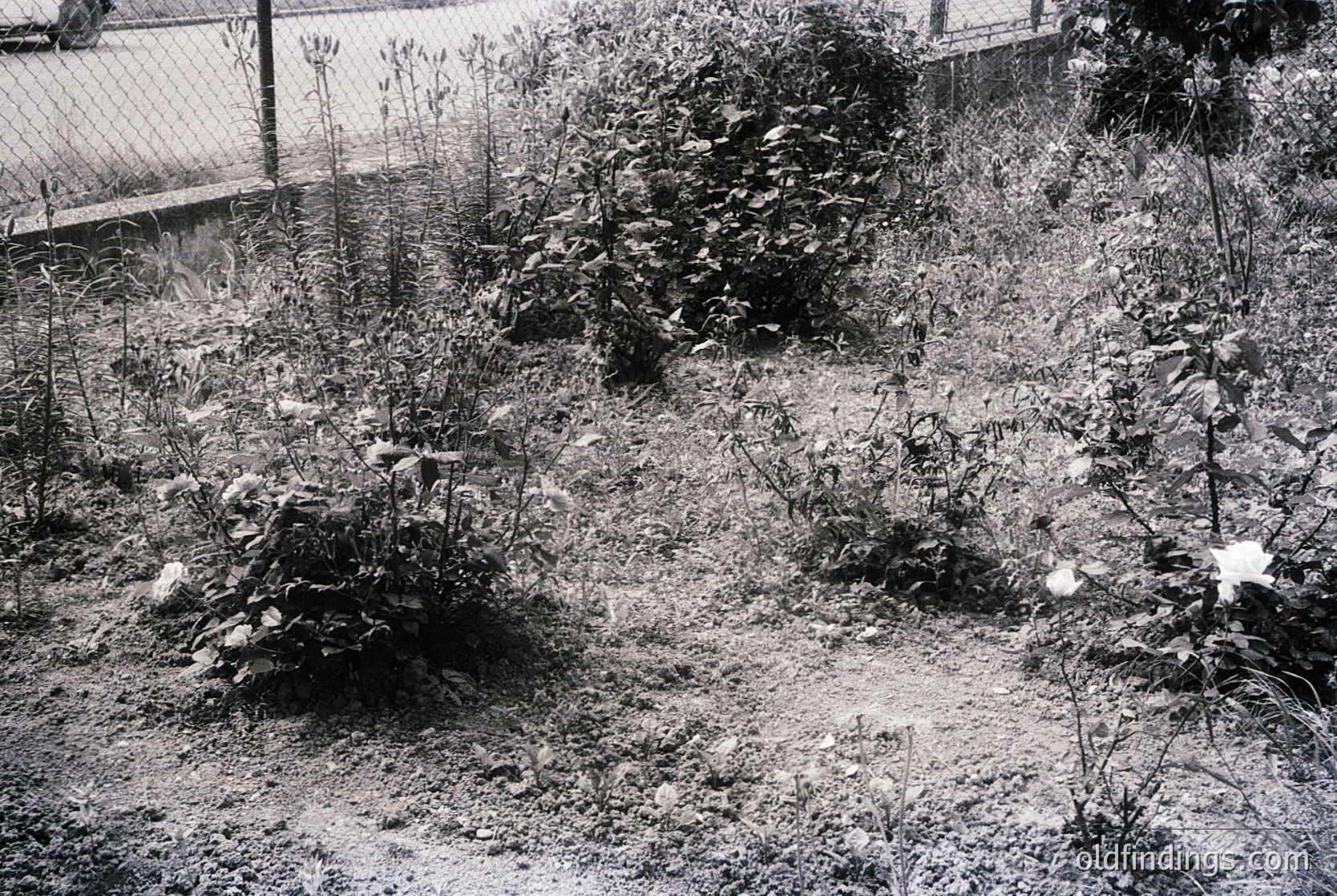 Overgrown urban garden with dense wild vegetation and small concrete steps. Fenced perimeter suggests abandoned or neglected property. Black-and-white suggests vintage or archival quality. Likely mid-20th century based on style.