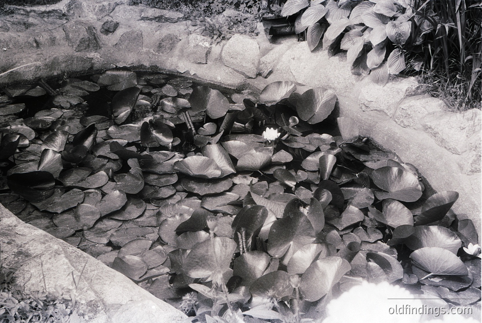 Black-and-white close-up of a shallow, rocky stream bed with fallen leaves and a single water lily. Sunlight casts distinct shadows on stones and foliage, creating high-contrast textures. Likely mid-20th century due to monochrome style.