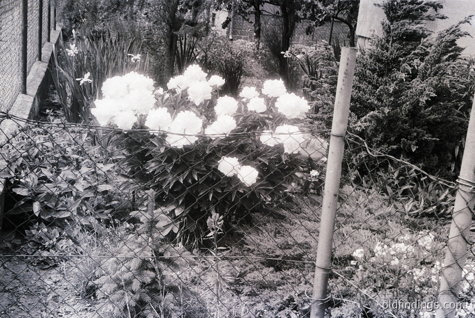 Black-and-white garden scene featuring blooming peonies behind a chain-link fence, framed by dense foliage and a wooden post. Likely mid-20th century residential setting, emphasizing natural beauty and vintage charm.