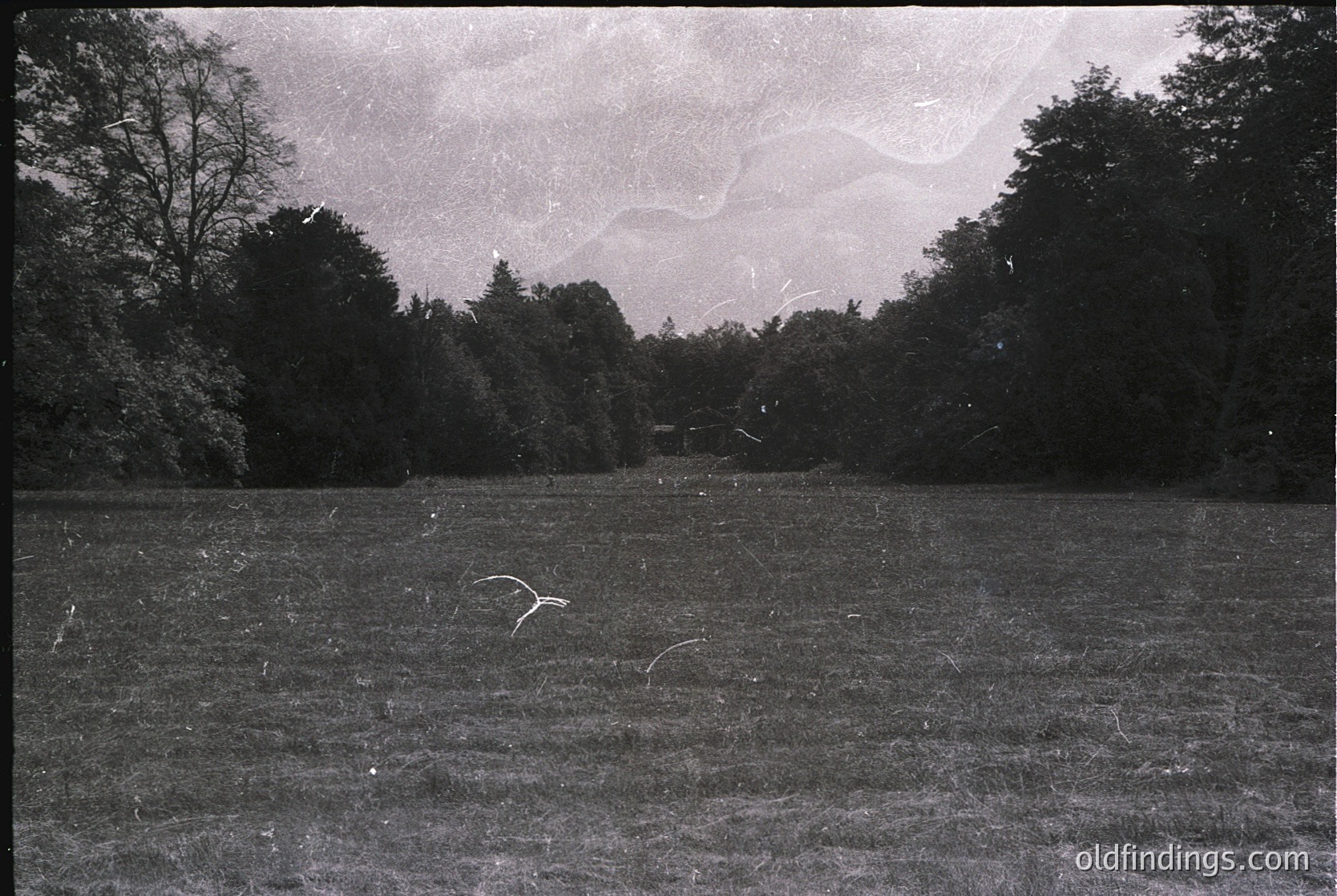 Vintage black-and-white landscape of an open field with dense forest in background. Low-angle shot captures sparse, scattered debris and a lone tree trunk in foreground. Mid-20th century aesthetic with grainy texture. Ideal for historical or nostalgic design references.