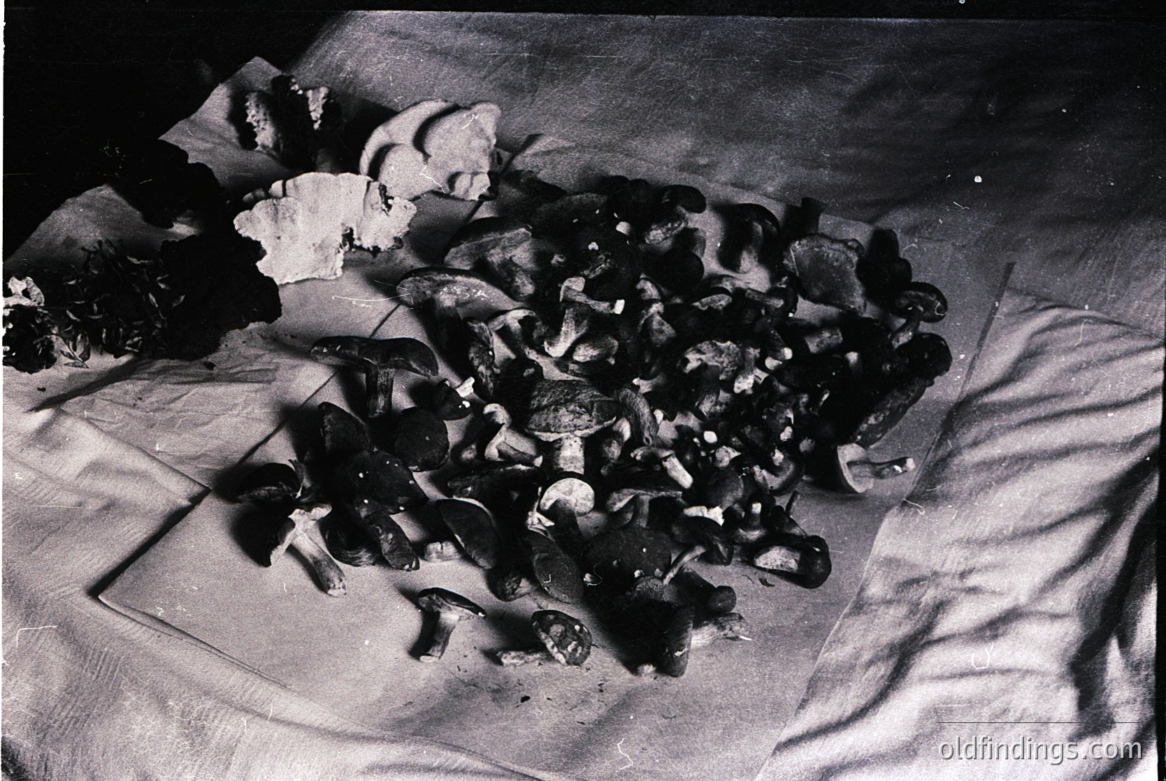 Black-and-white close-up of a charred, fragmented object resembling a burnt book or leather-bound artifact, partially wrapped in fabric. Charred edges and remnants of text/design suggest historical damage, likely from fire. Potential 19th–20th century context. Useful for historical research, vintage design, or archival studies.