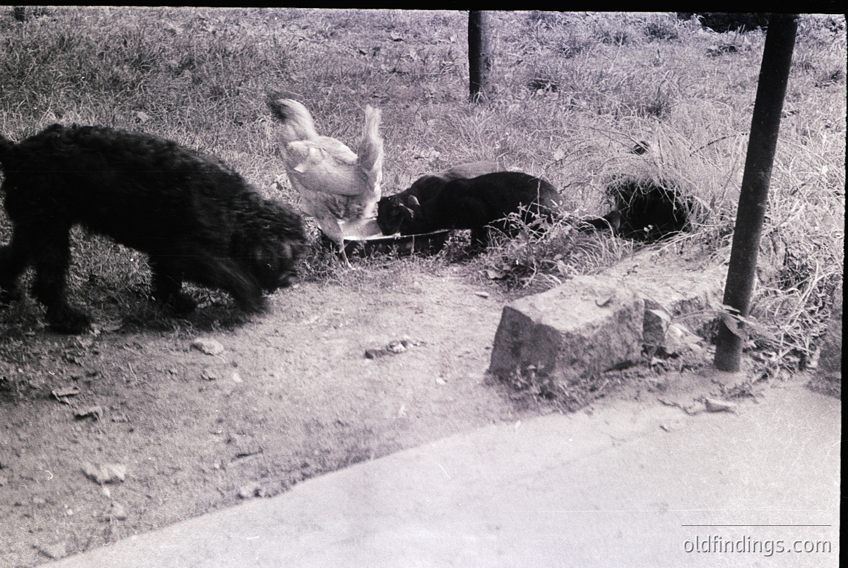 Black-and-white rural scene: a black dog lunges toward a white chicken in a grassy enclosure bordered by a wire fence. A second dog lies motionless nearby, while a concrete slab and wooden post frame the area. Likely mid-20th century farm setting.