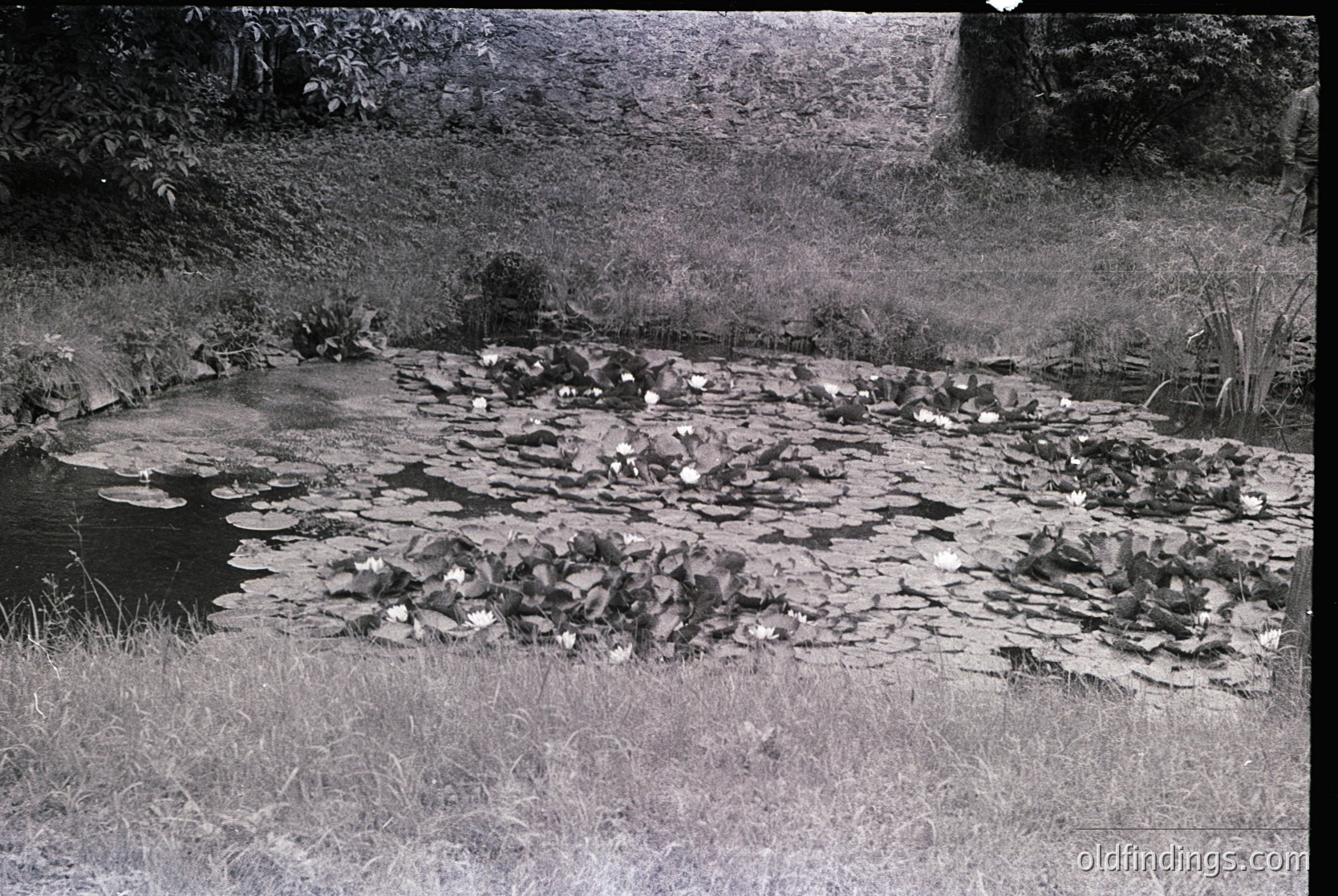 Vintage black-and-white pond with stone mosaic artistry, featuring geometric patterns of flat stones and lily pads. Surrounded by overgrown grass and dense foliage, suggesting a mid-20th-century garden or park setting.