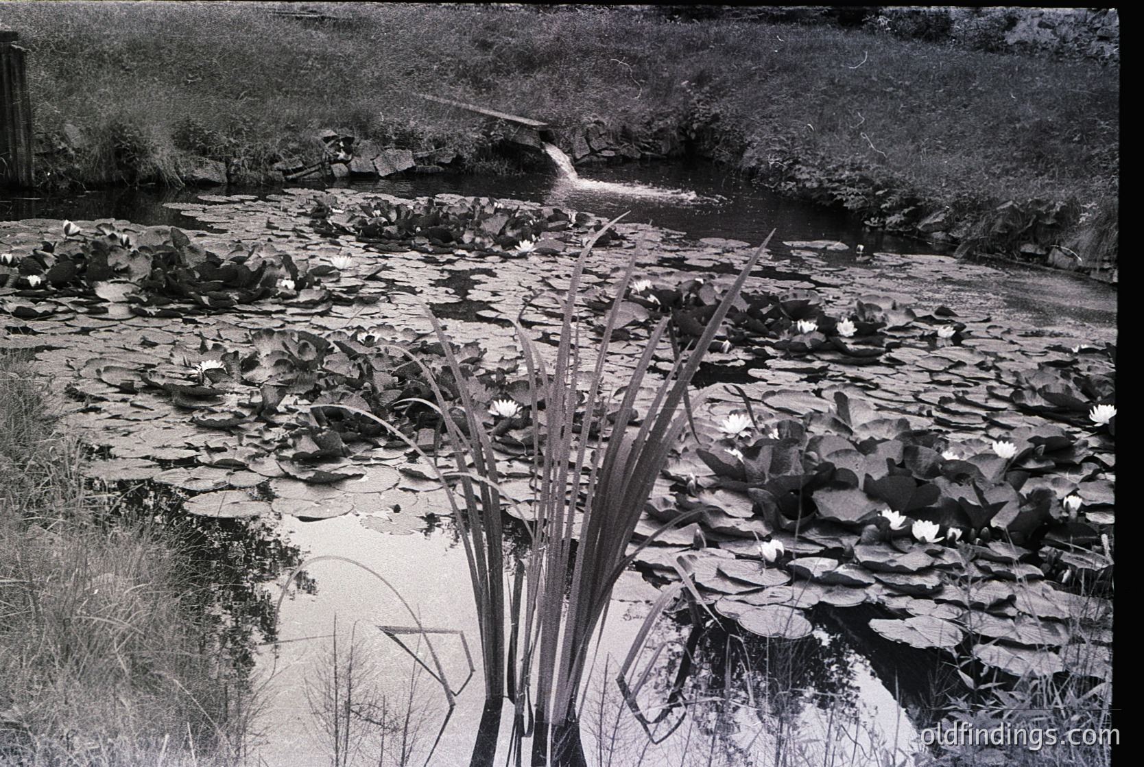 Black-and-white shot of a shallow, meandering stream bordered by lily pads and reeds. Water cascades over a small dam or rock barrier, creating a misty spray. Overgrown vegetation and fallen branches frame the scene, suggesting a rural or natural setting. Likely mid-20th century due to monochrome and composition style.