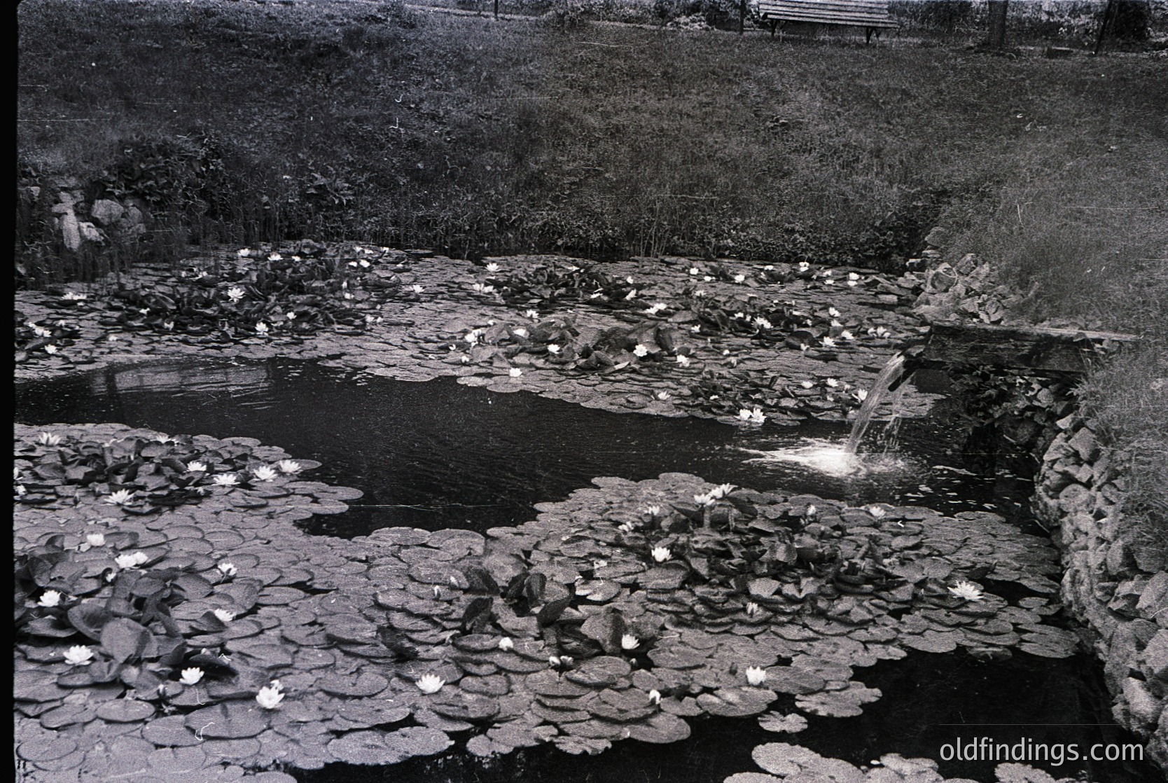 Black-and-white pond scene with dense lily pads covering water surface, bordered by stone edges and a small waterfall. Mid-20th century landscape photography style.