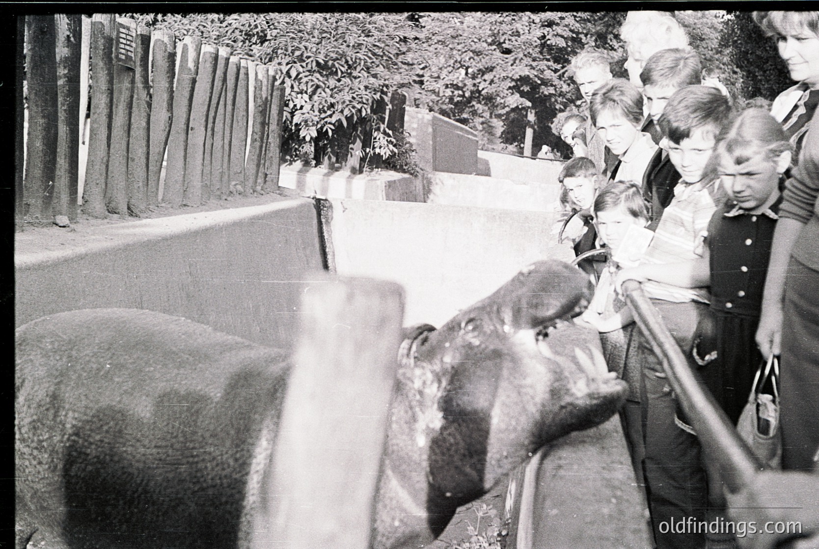 Black-and-white street scene from the 1960s–70s featuring a group of children and adults observing a large, restrained elephant in an urban setting. Wooden fence and trees frame the background, suggesting a public or zoo area. The elephant’s handler uses a long pole, indicating controlled interaction.