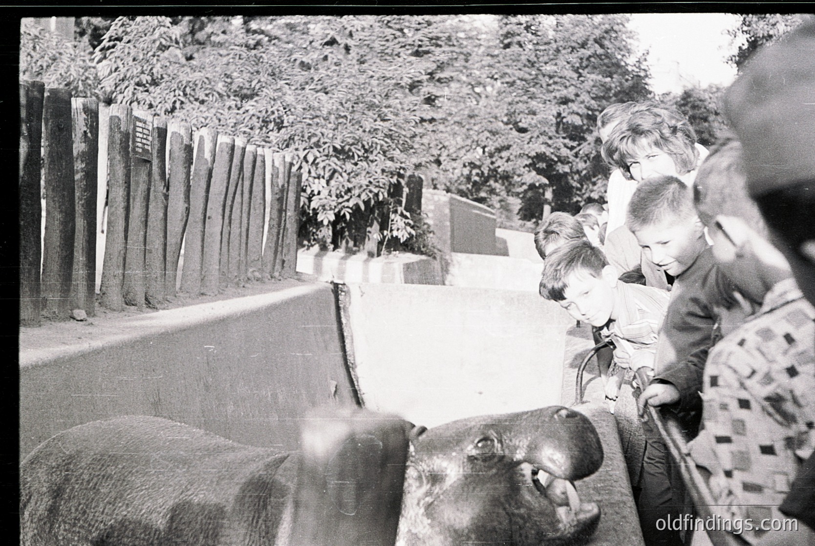 Mid-20th century zoo scene: children and adults observe a hippo near a wooden fence and concrete barrier. Lush greenery and trees frame the enclosure.