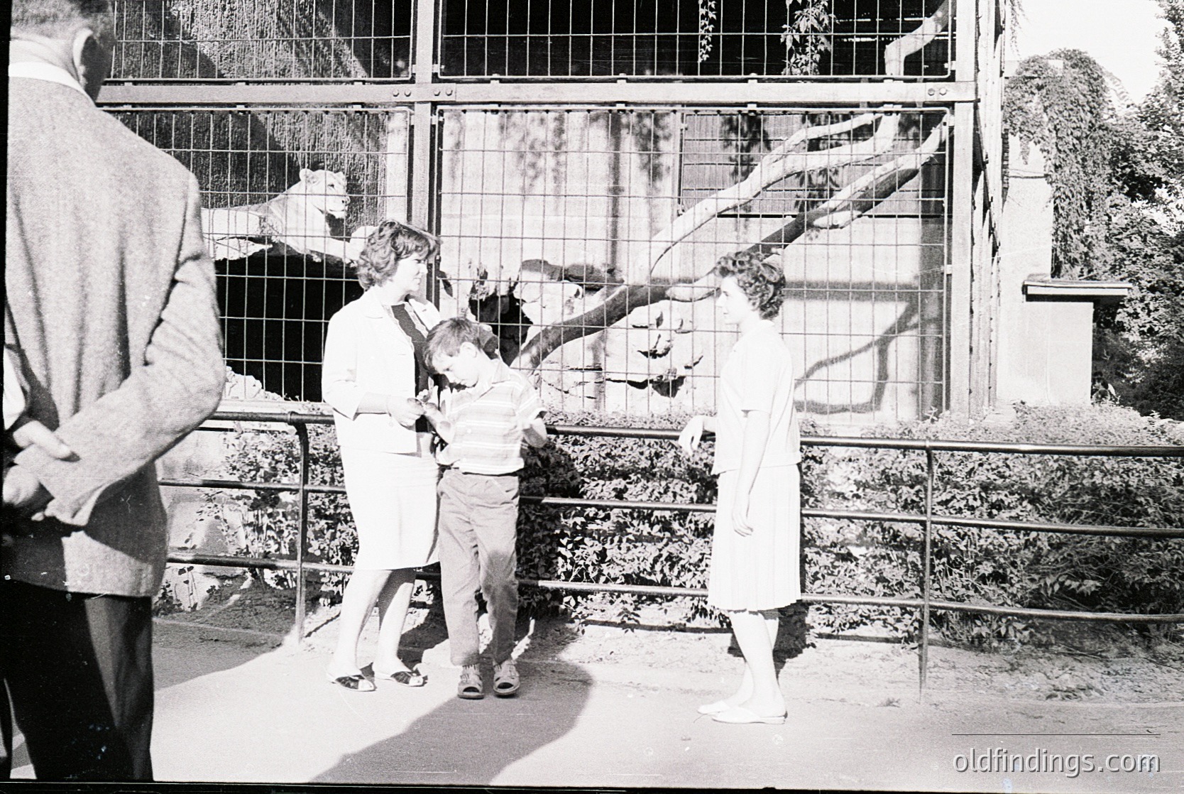 Mid-20th century zoo scene: family feeding zoo animals through metal bars. Adults in long-sleeve shirts, children in shorts. Enclosure features wooden perches and greenery. Likely 1950s–1960s, Western Europe/US.