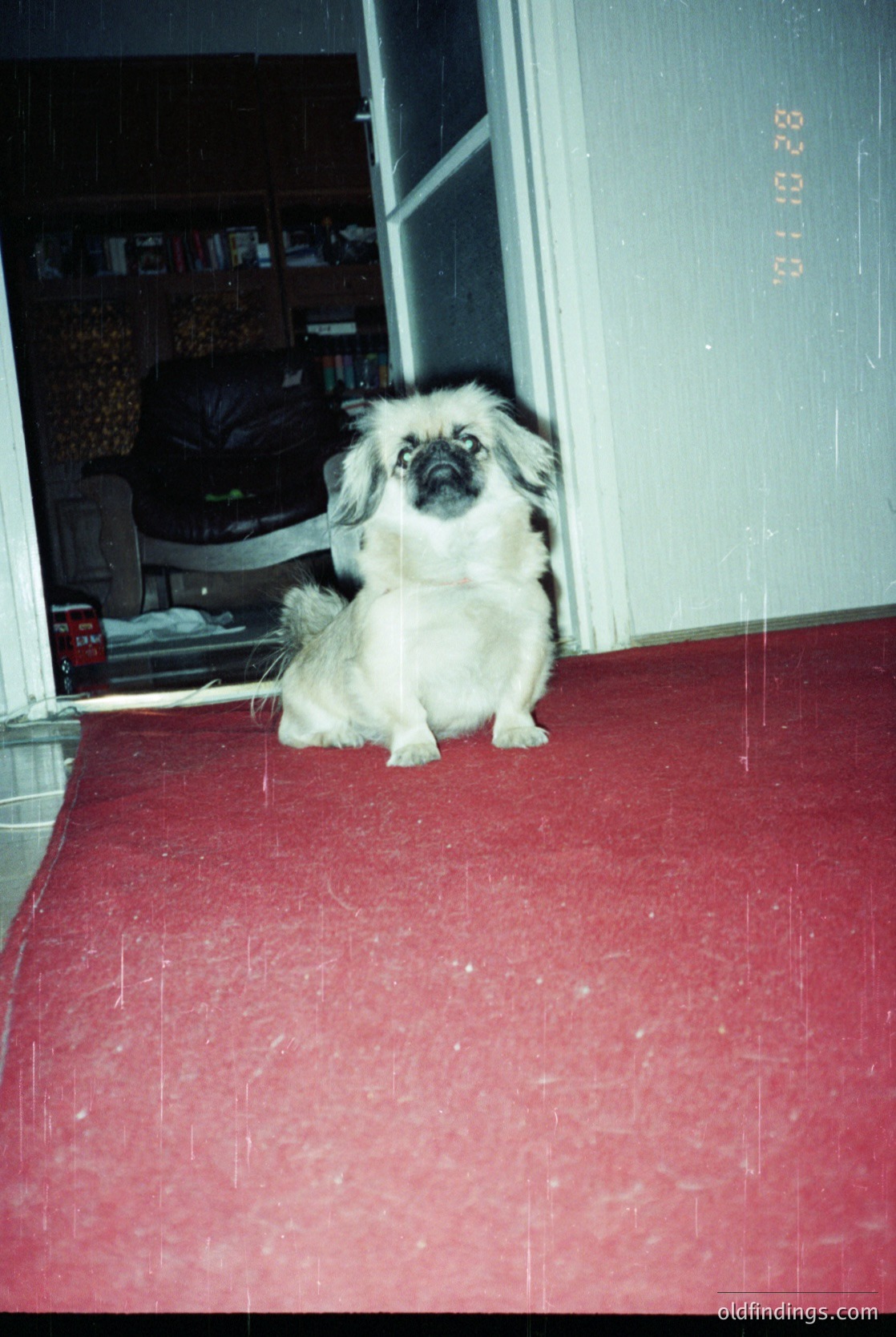 A small, long-haired dog (likely a Lhasa Apso) sits on a faded red vinyl floor in a dimly lit hallway. White walls and a partially open door reveal a cluttered interior with stacked items. Polaroid-style border visible at top-right.